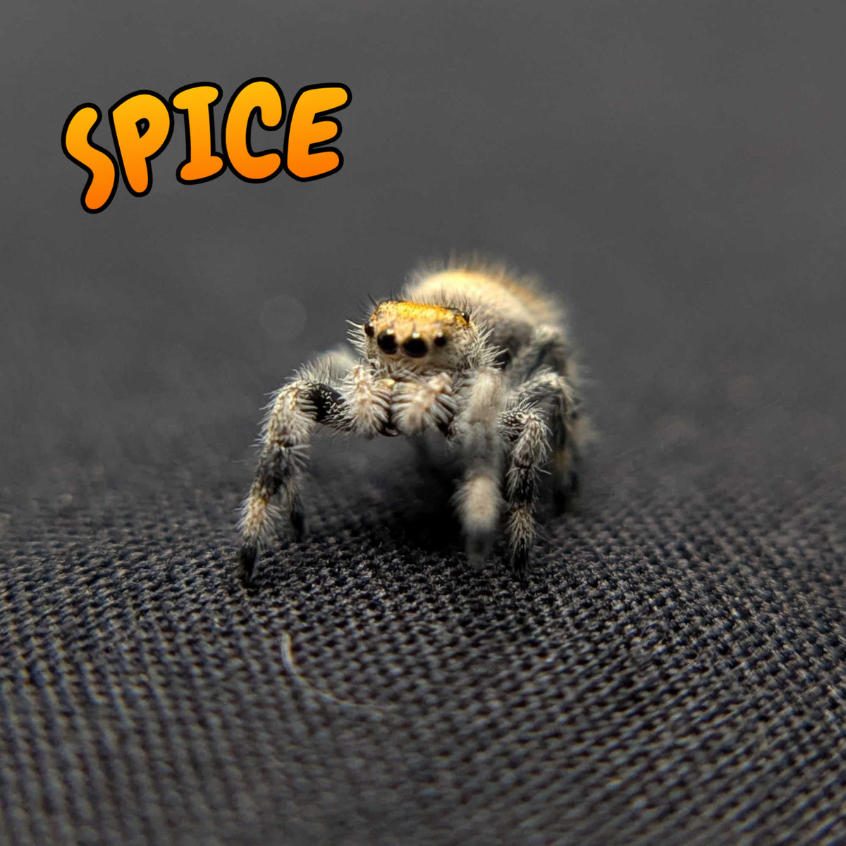 Regal Jumping Spider “Spice”