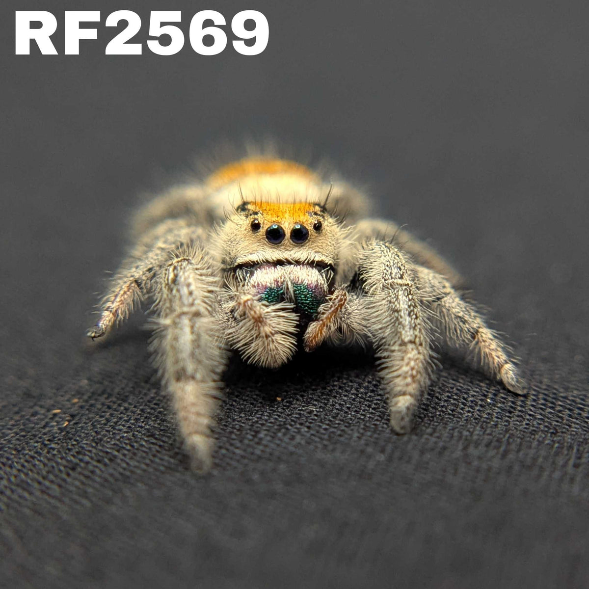 Regal Jumping Spider “Ivy”