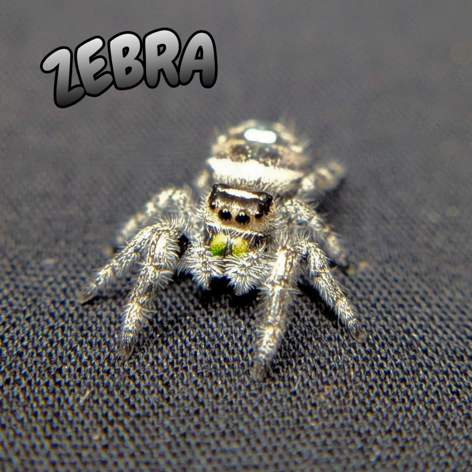 Regal Jumping Spider "Zebra"