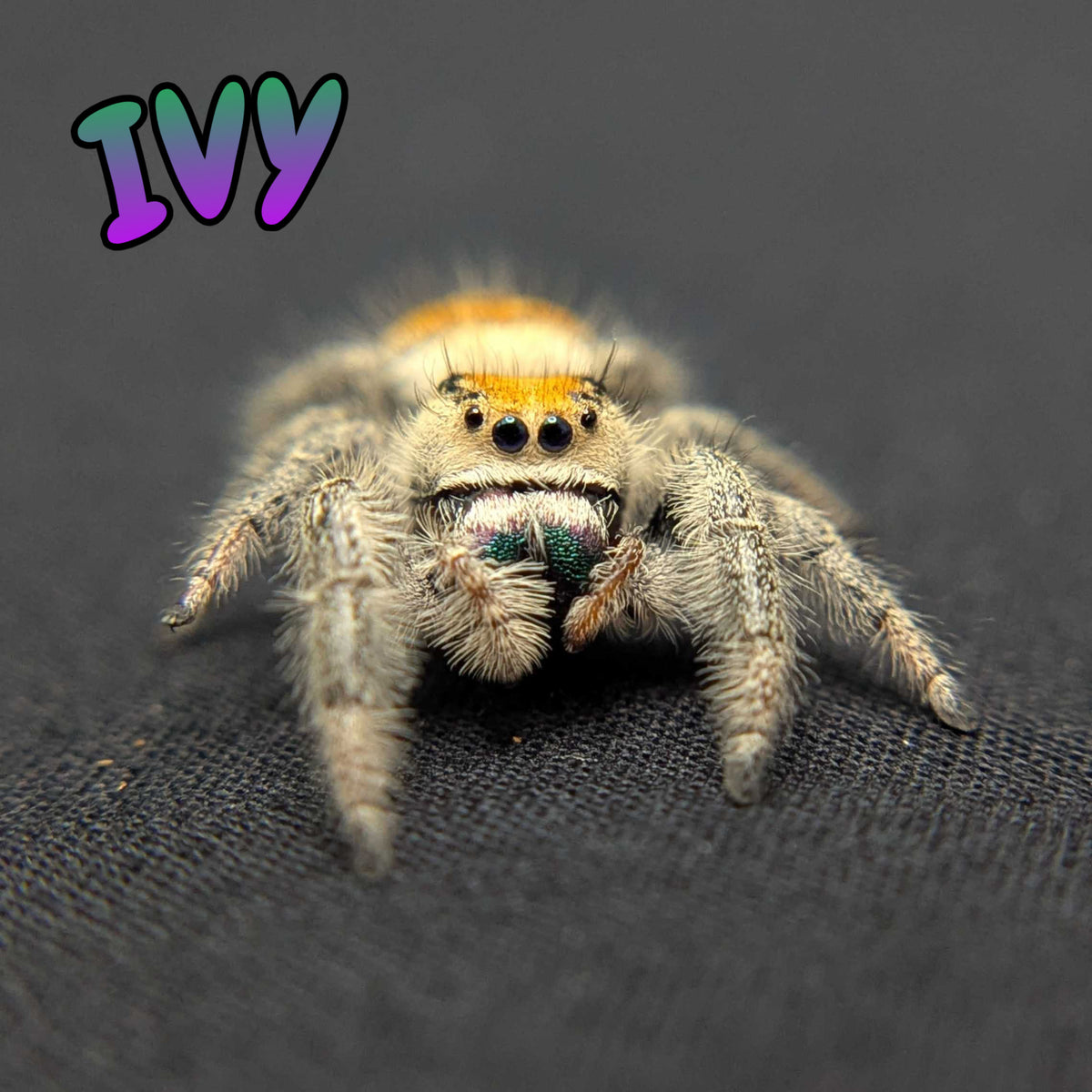 Regal Jumping Spider “Ivy”