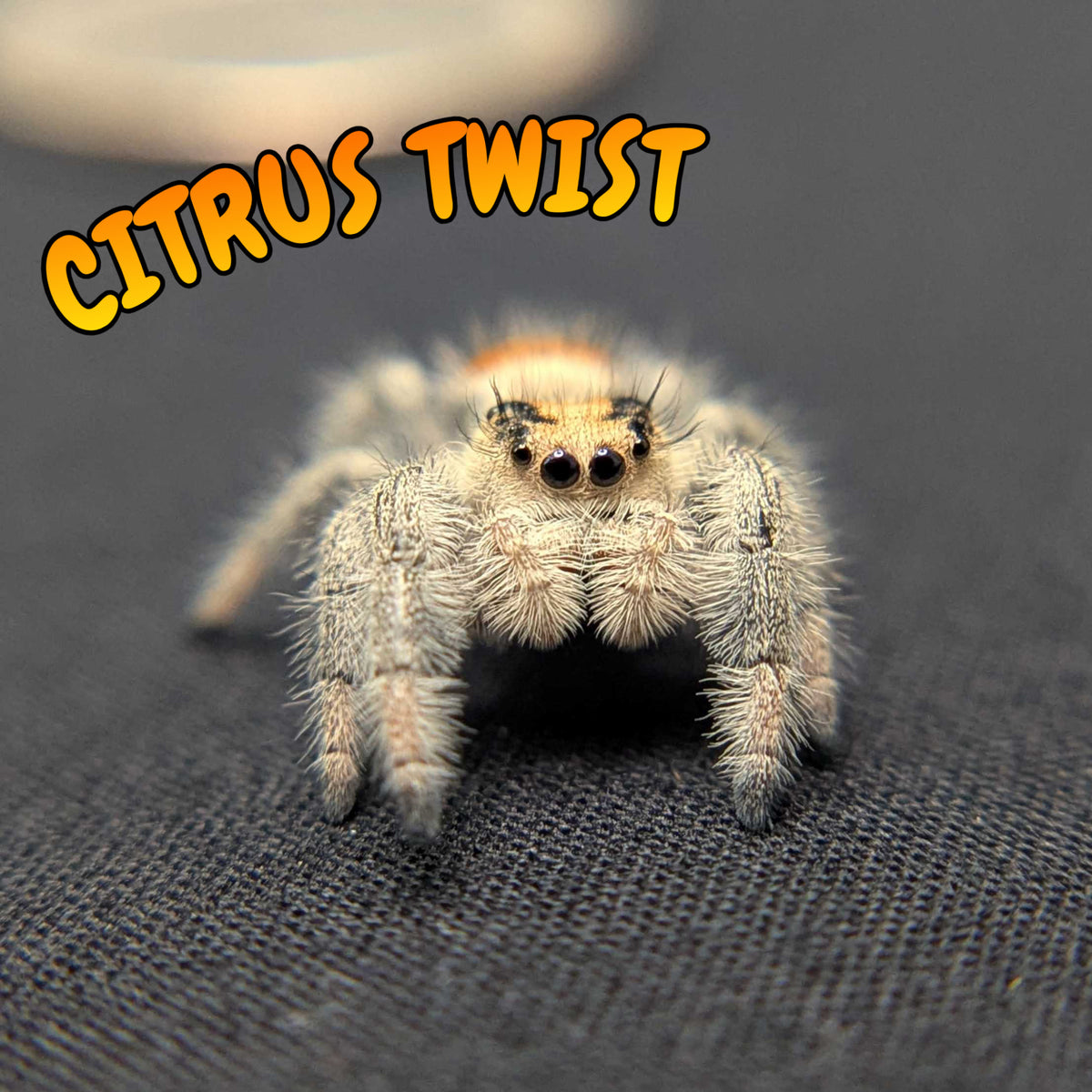 Regal Jumping Spider "Citrus Twist"