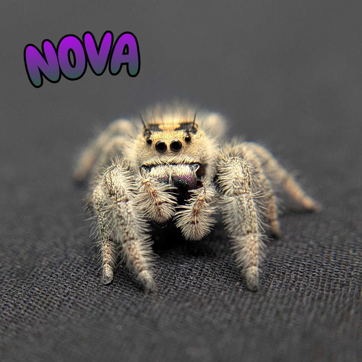 Regal Jumping Spider “Nova”