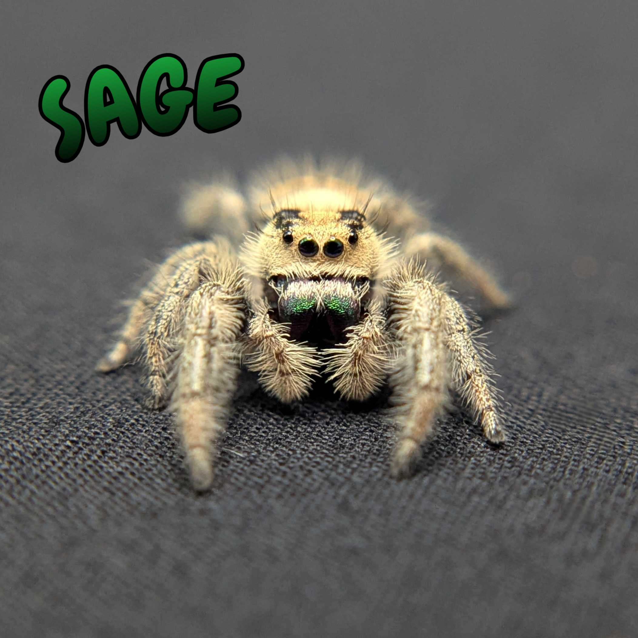 Regal Jumping Spider "Sage"