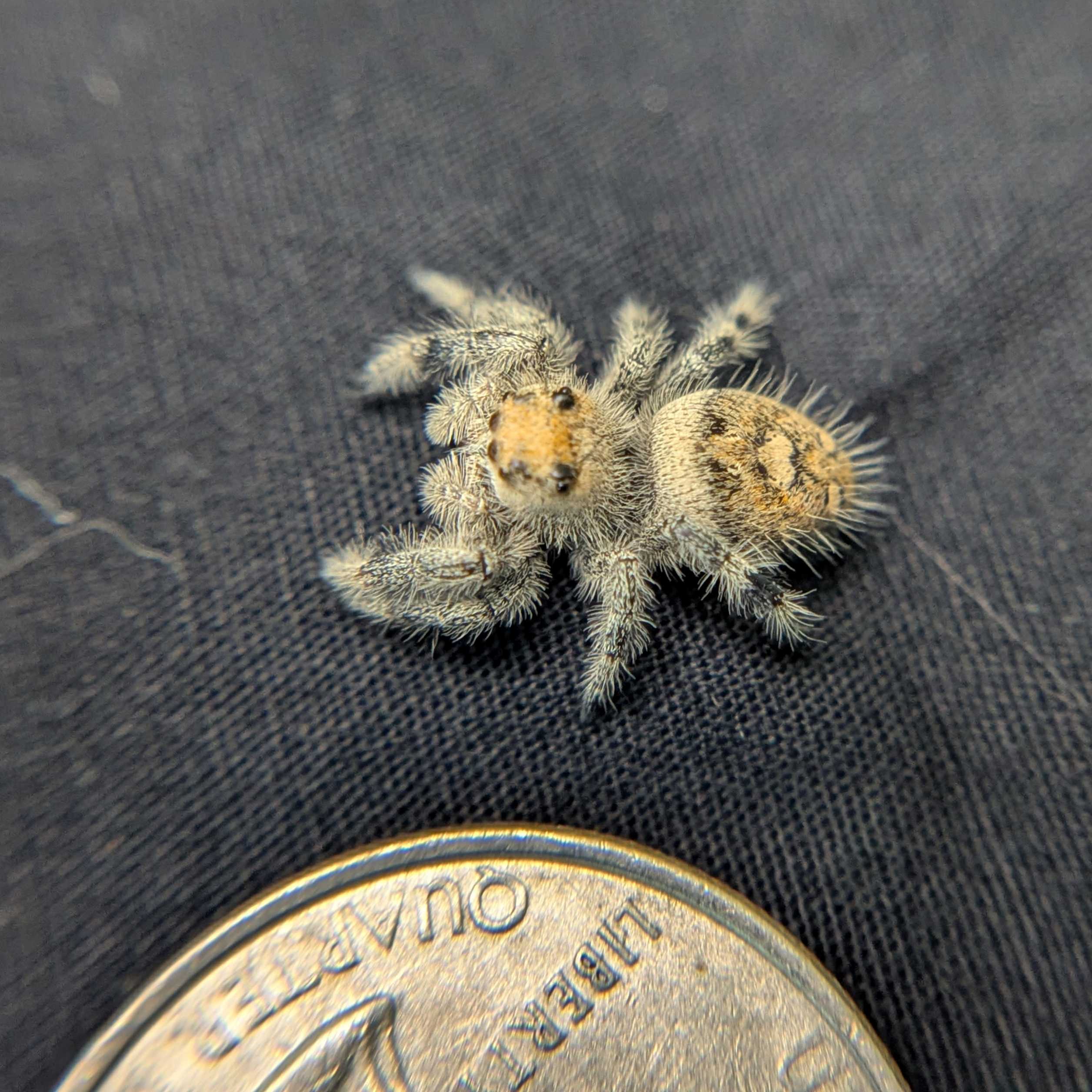 Regal Jumping Spider "Lavender"