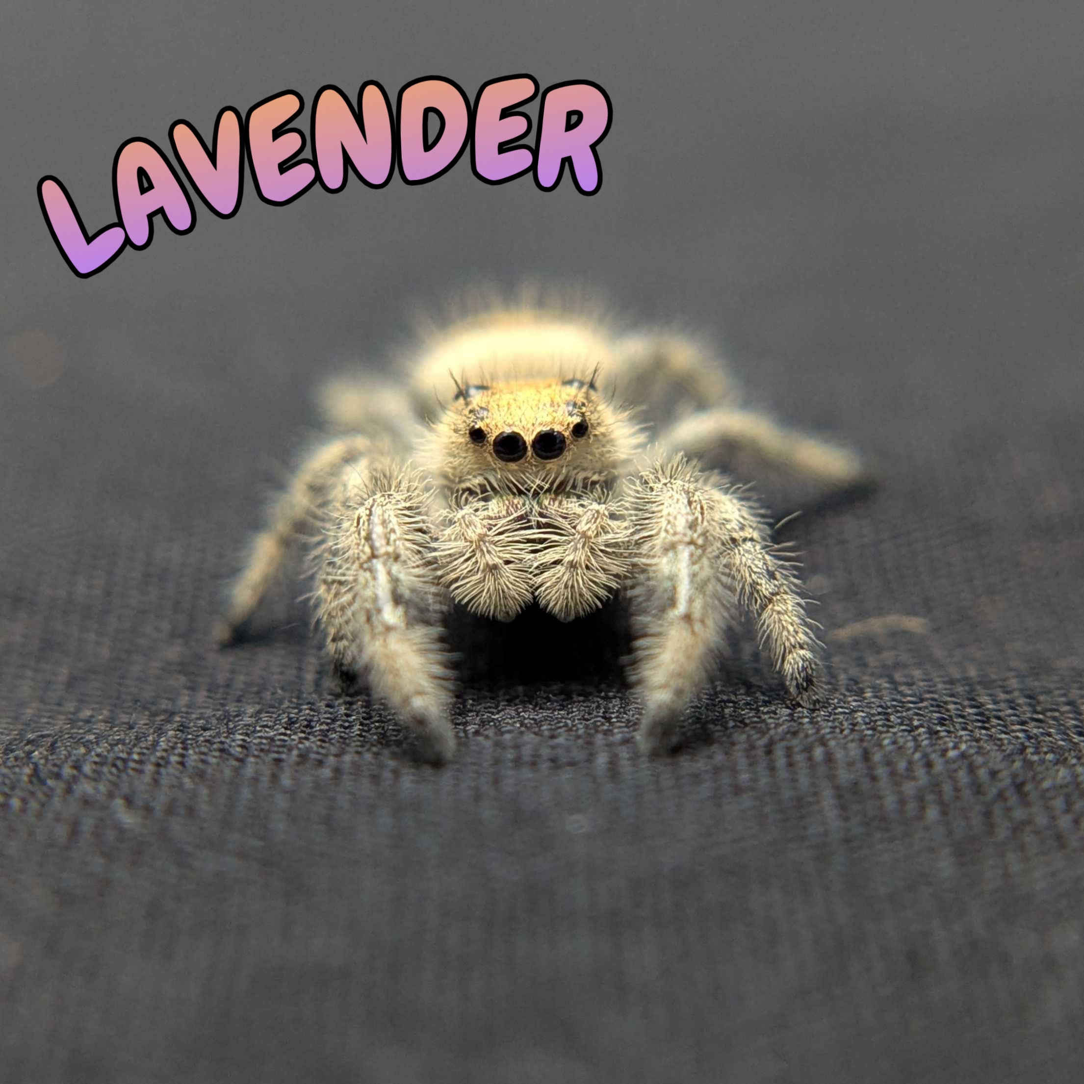 Regal Jumping Spider "Lavender"