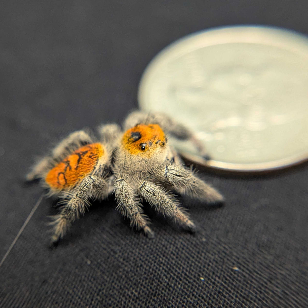 Regal Jumping Spider “Mimosa”