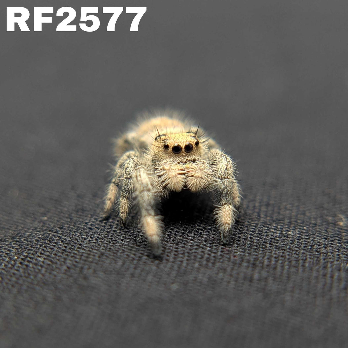 Regal Jumping Spider “Sprout”