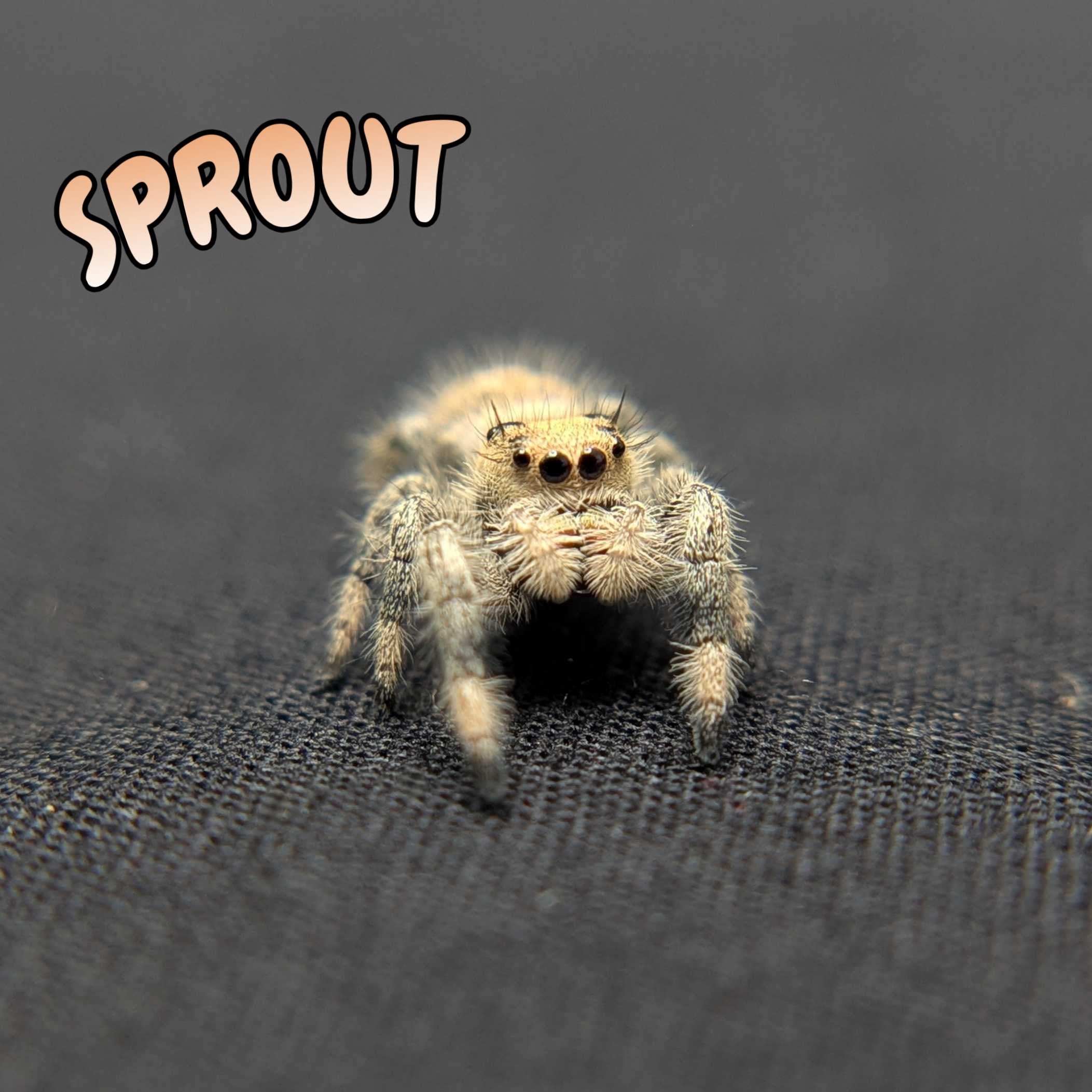 Regal Jumping Spider “Sprout”