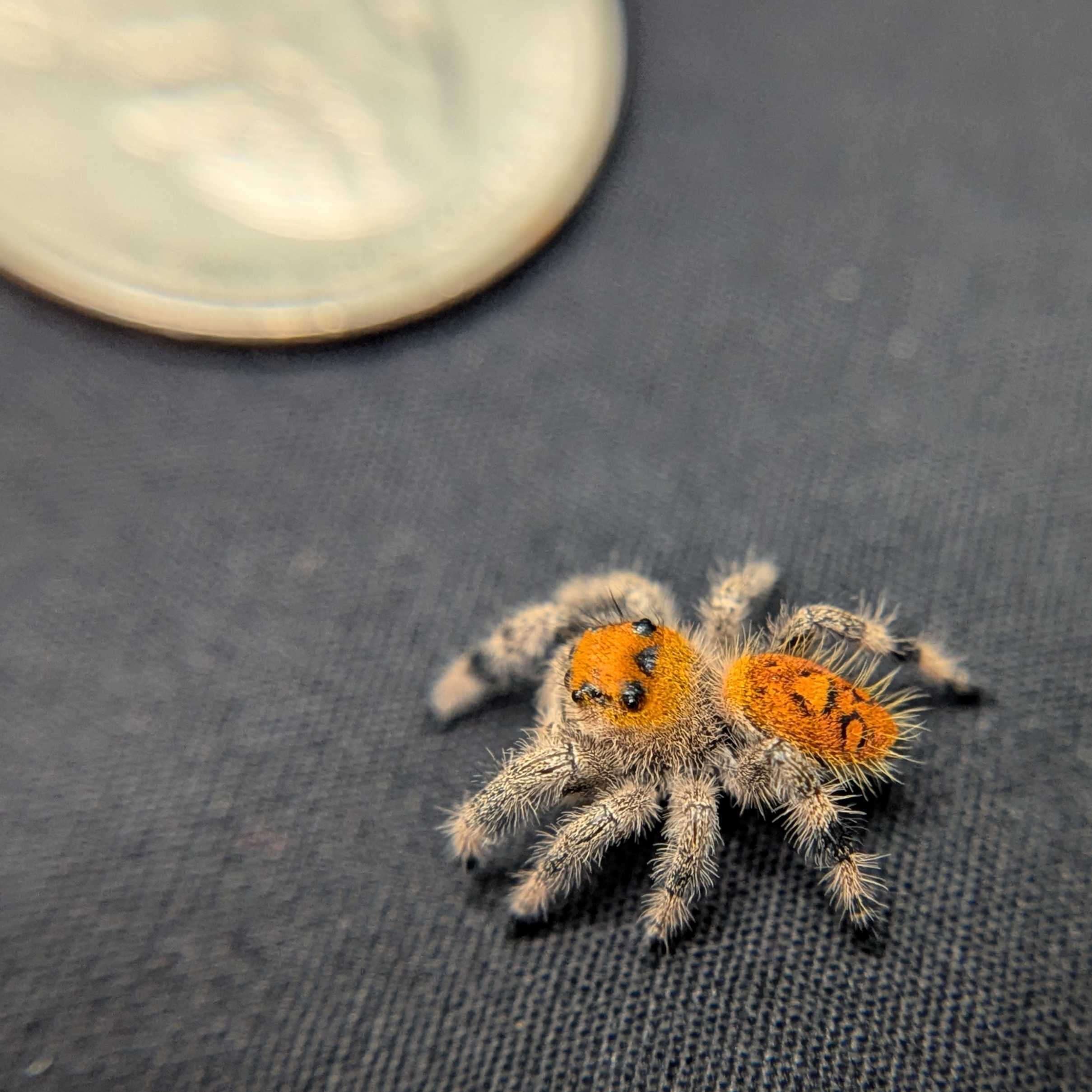 Regal Jumping Spider "Dreamcicle"