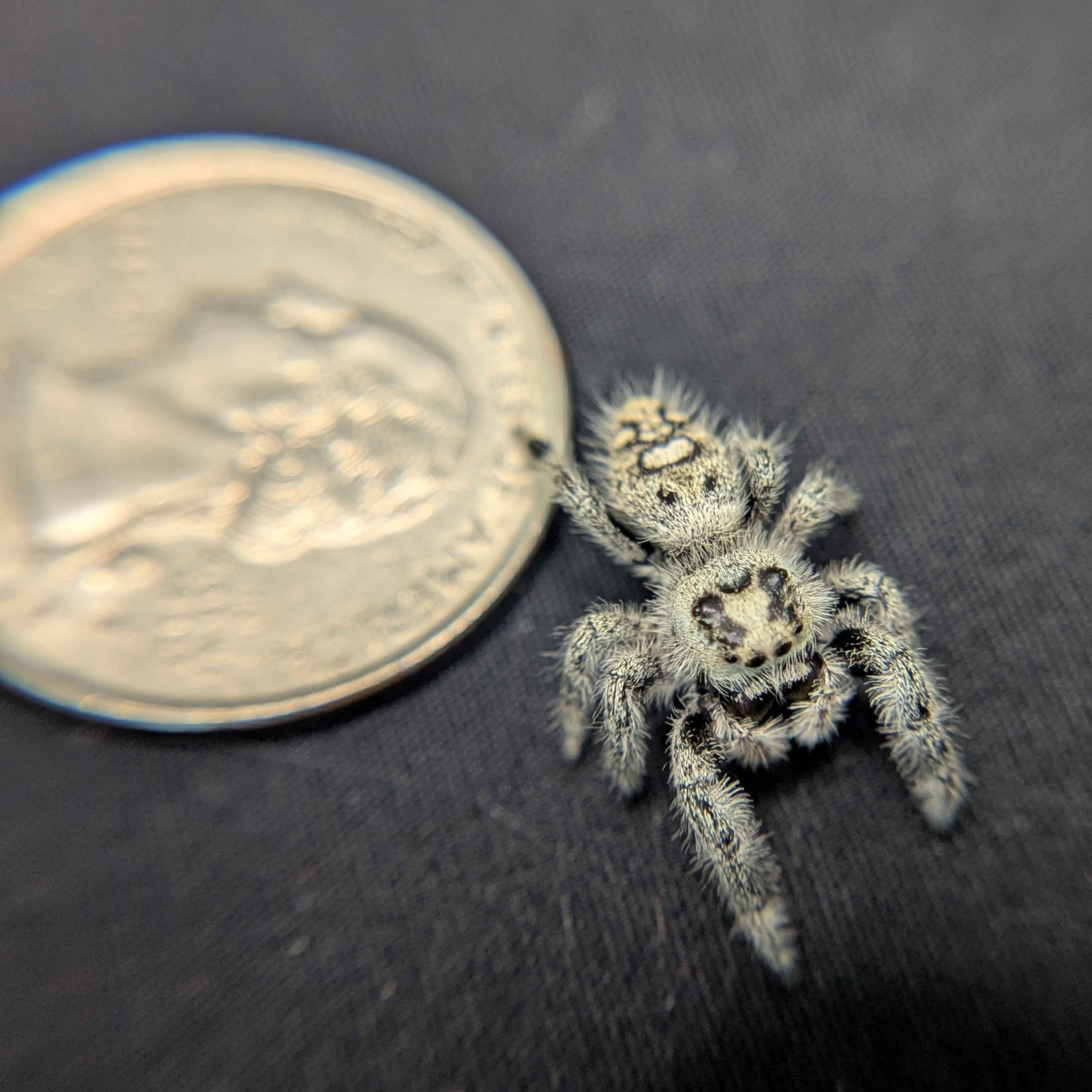 Regal Jumping Spider "Wildberry"