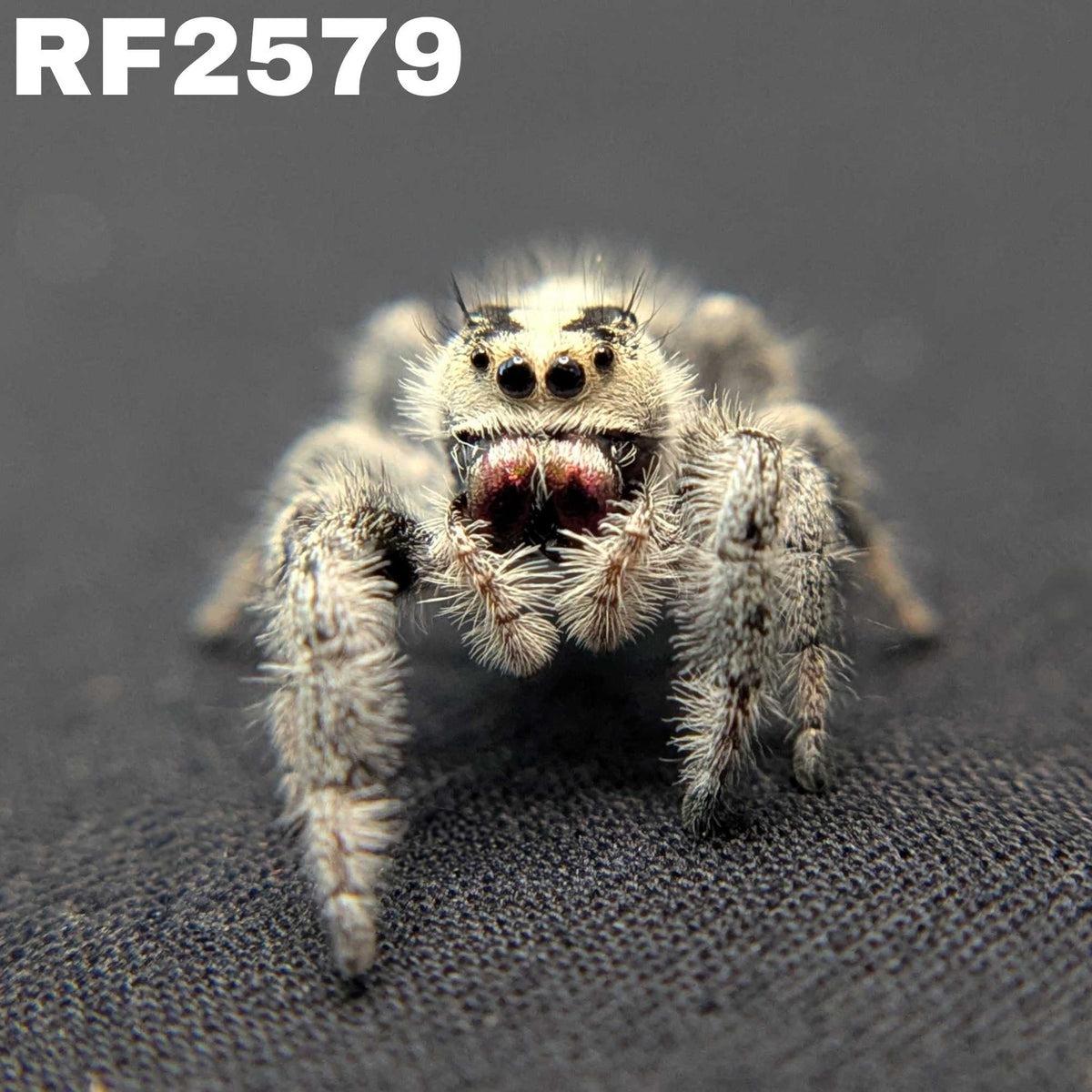 Regal Jumping Spider "Wildberry"