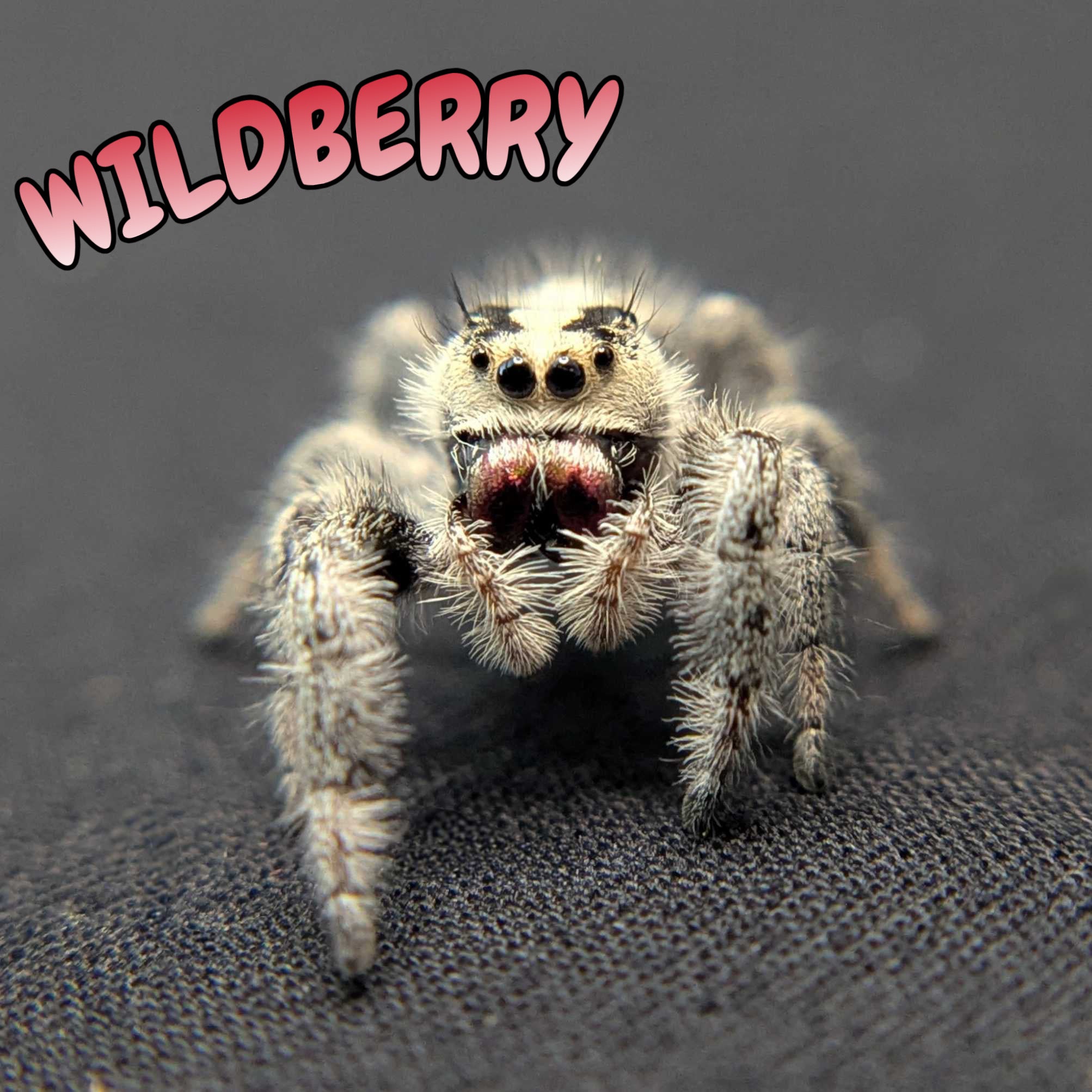 Regal Jumping Spider "Wildberry"