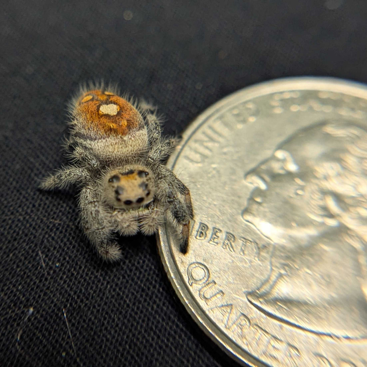 Regal Jumping Spider "Jupiter"