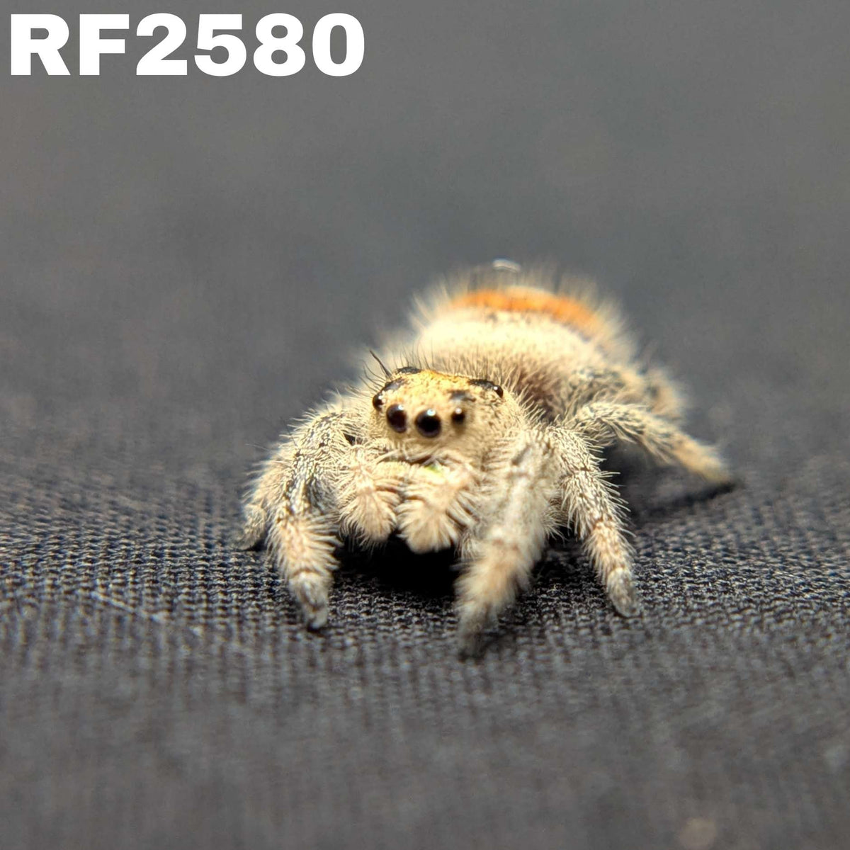 Regal Jumping Spider "Jupiter"