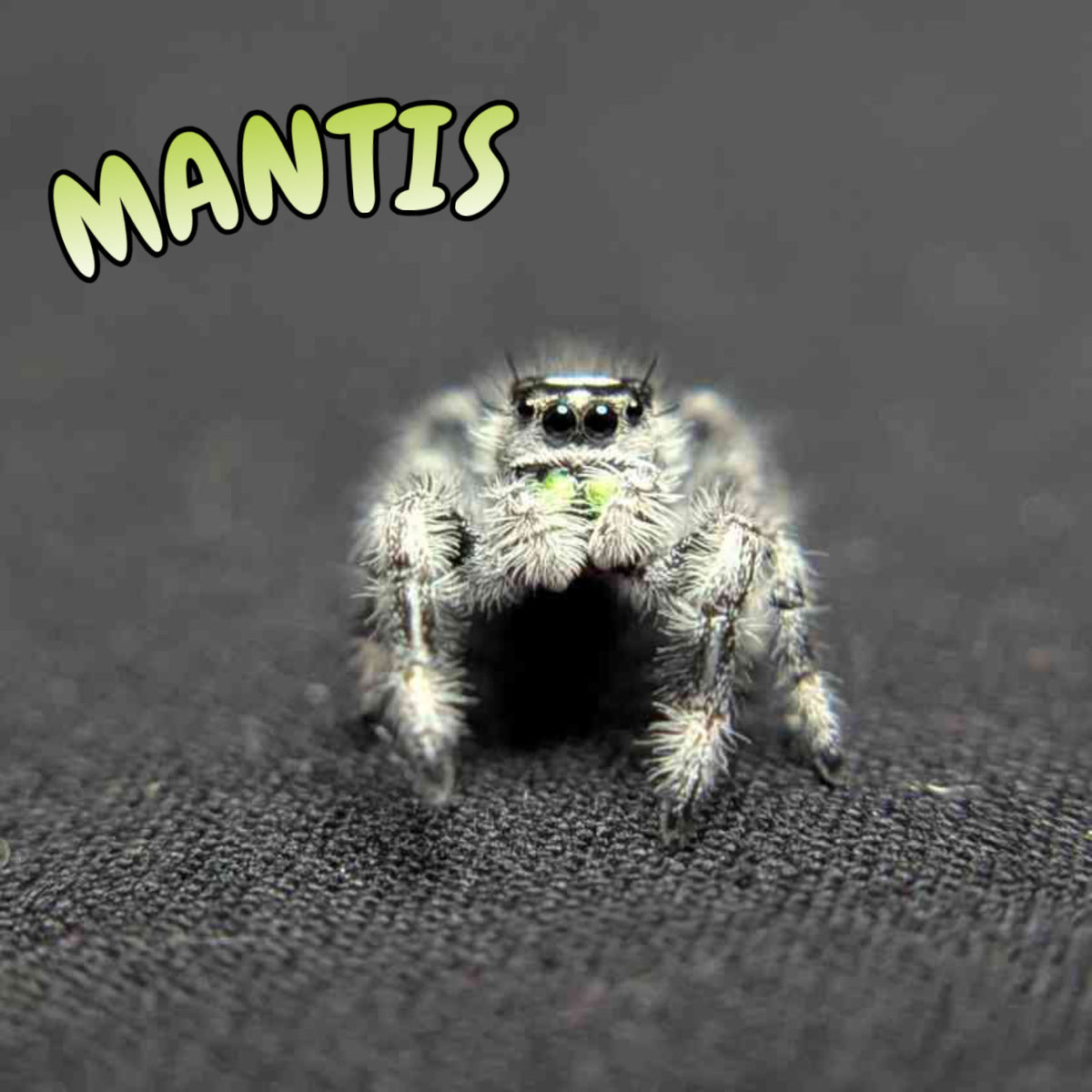 Regal Jumping Spider “Mantis” (High White)