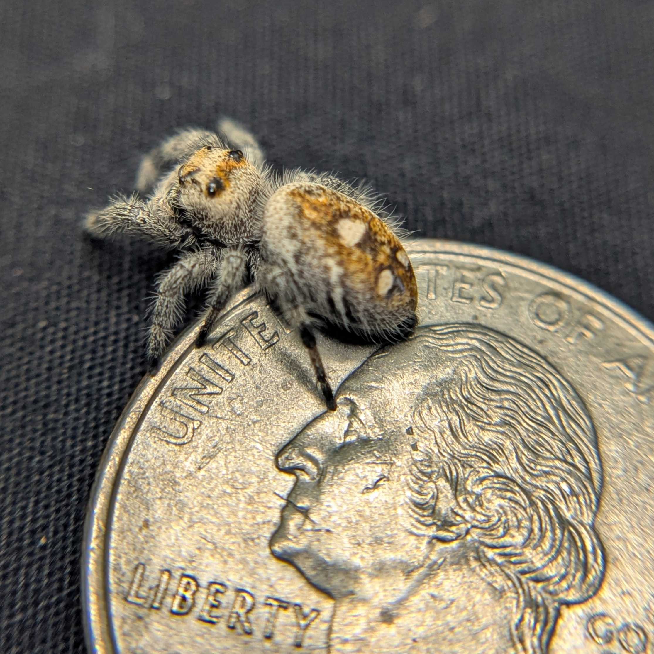Regal Jumping Spider “Bonbon”