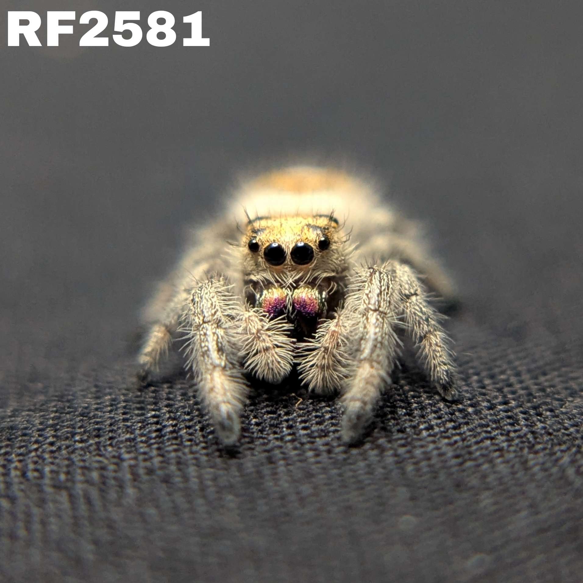 Regal Jumping Spider “Bonbon”