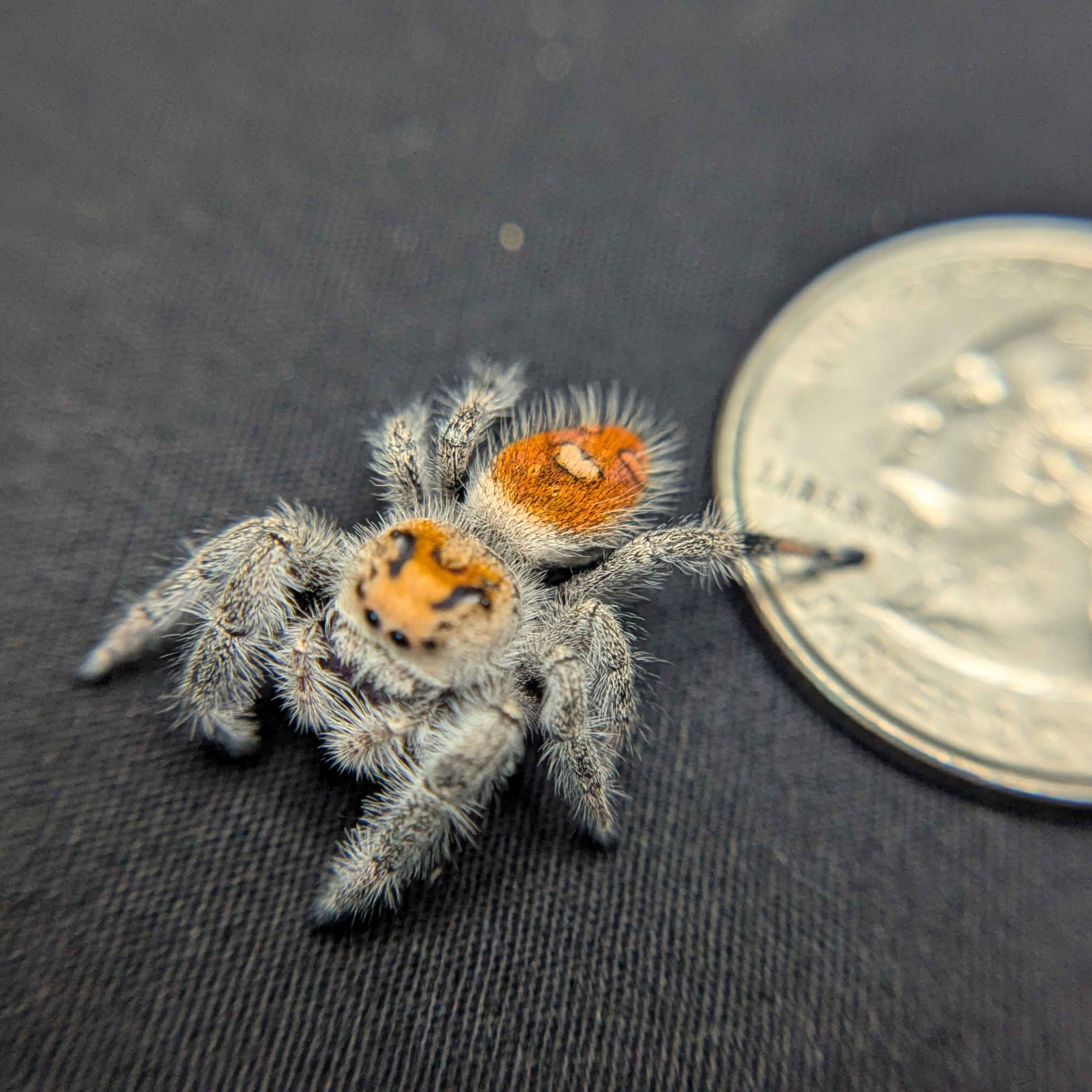 Regal Jumping Spider “Torch”
