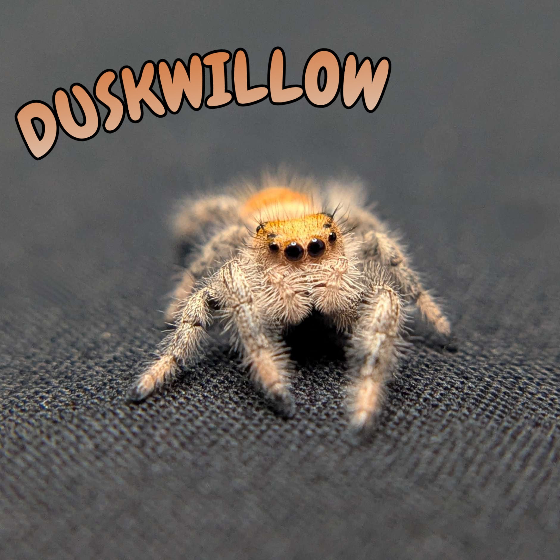 Regal Jumping Spider “Duskwillow”