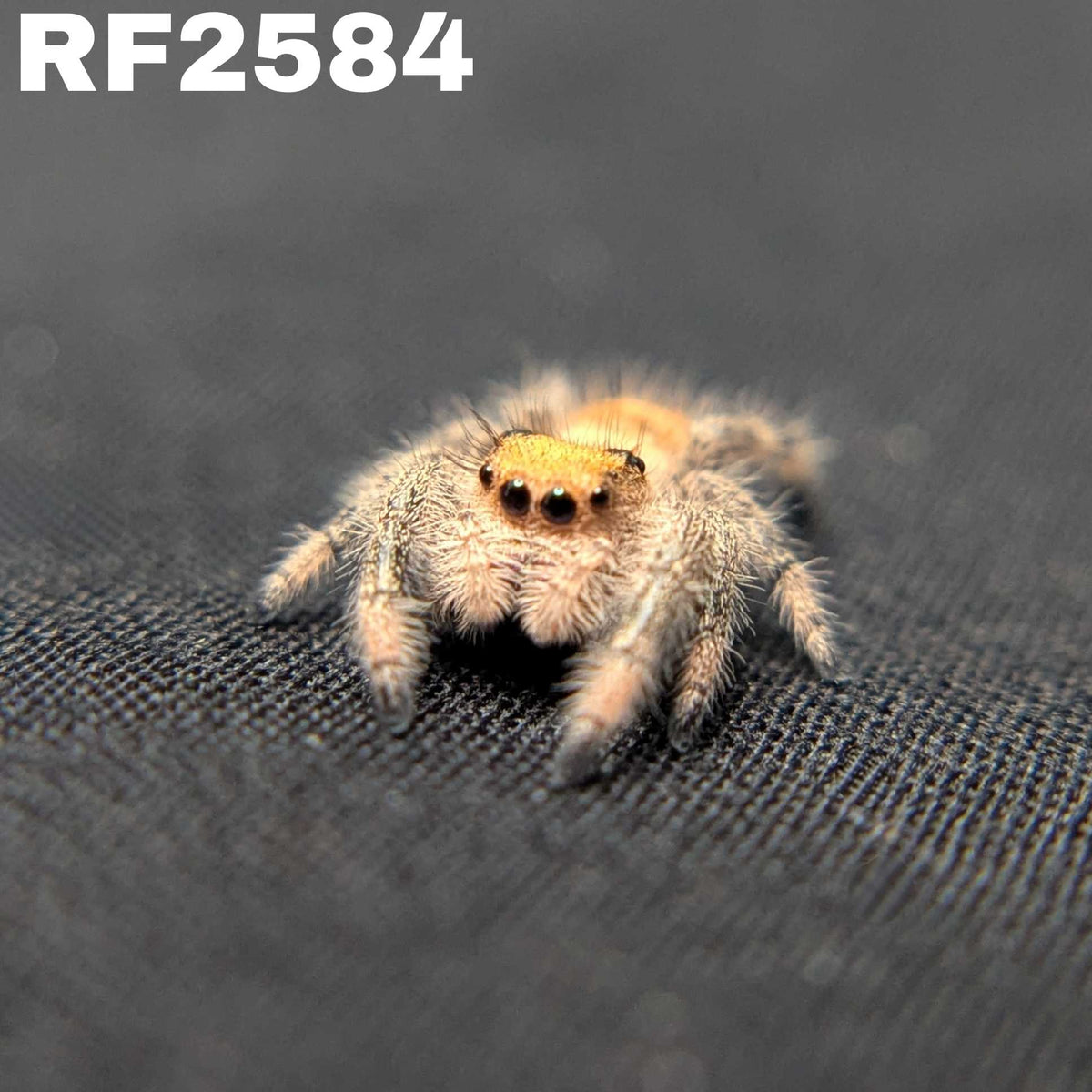 Regal Jumping Spider "Coven"