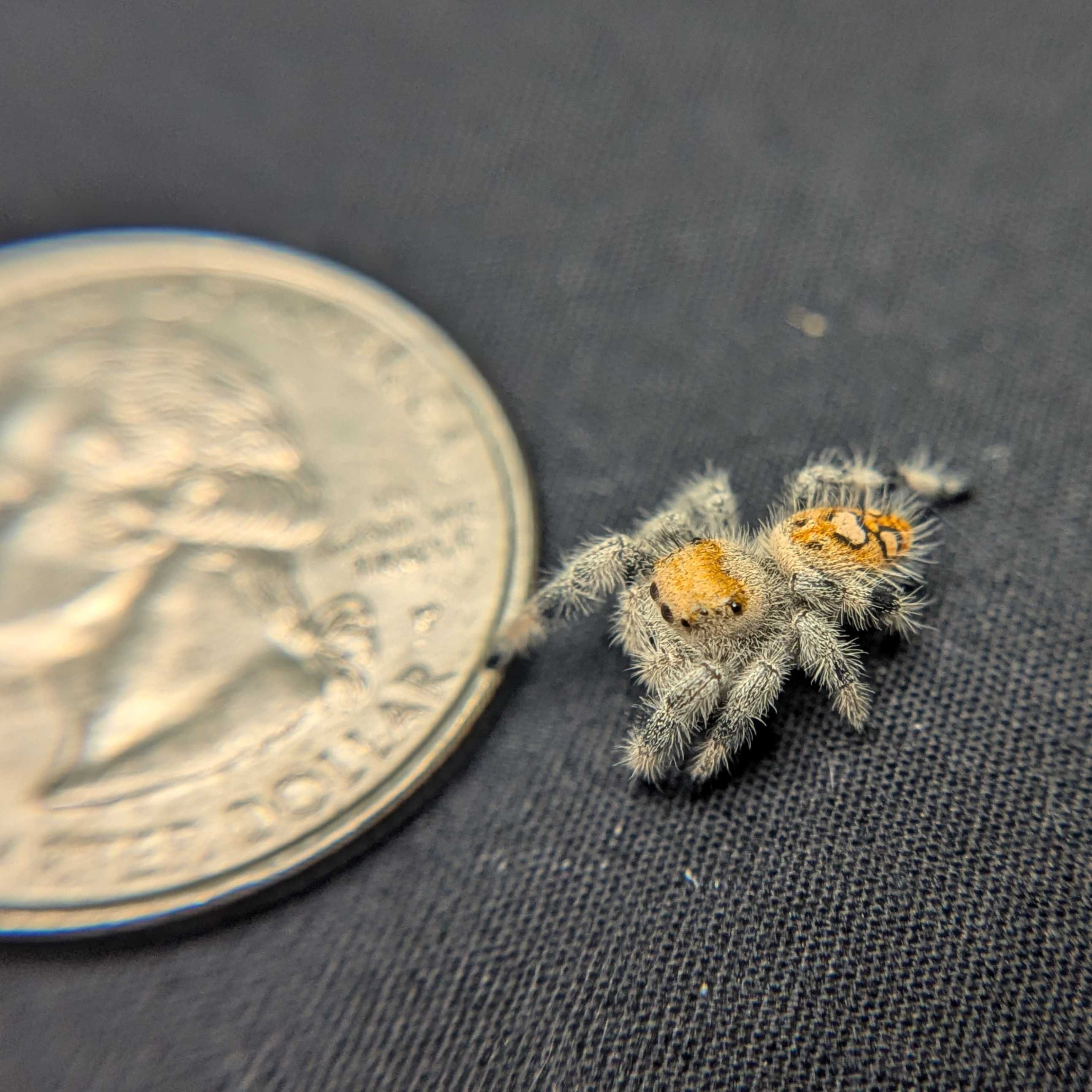 Regal Jumping Spider "Goldilocks"