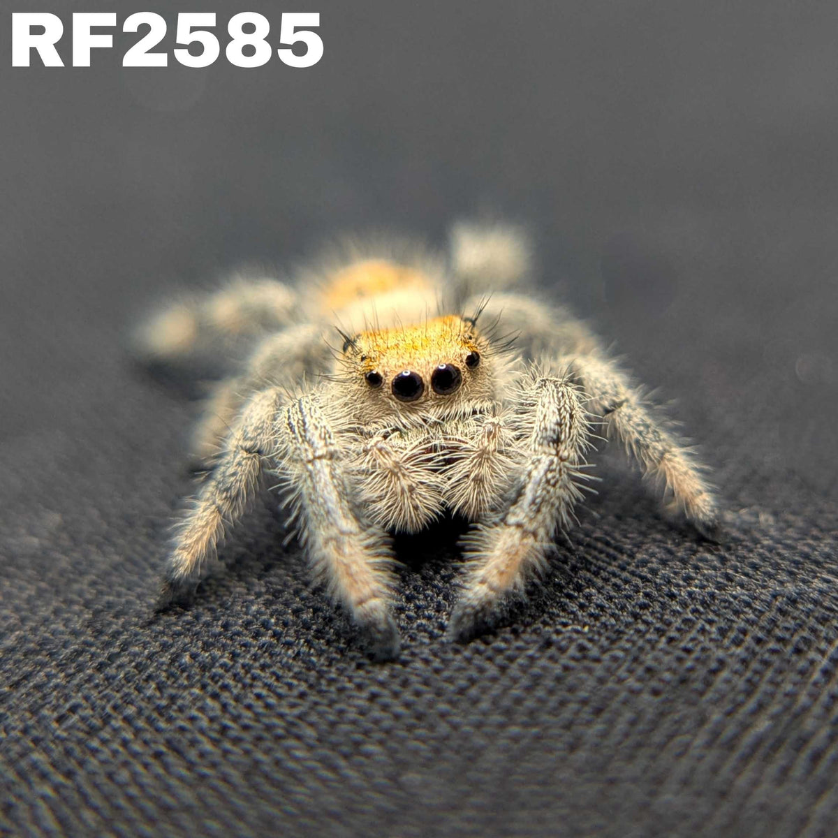Regal Jumping Spider "Goldilocks"