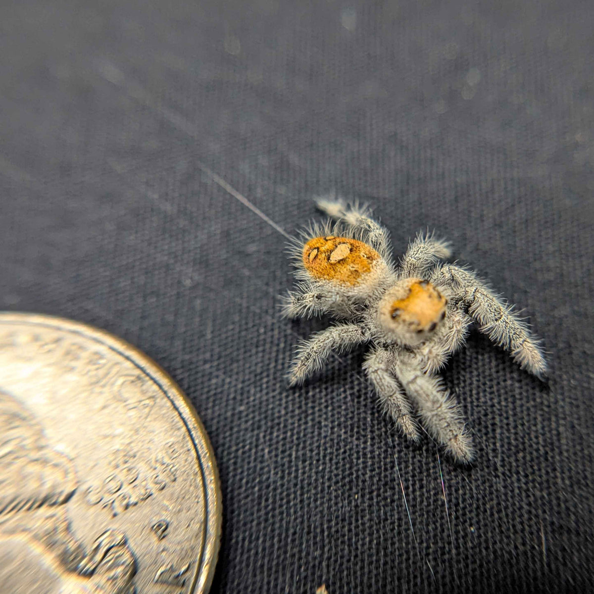 Regal Jumping Spider "Sunshine"