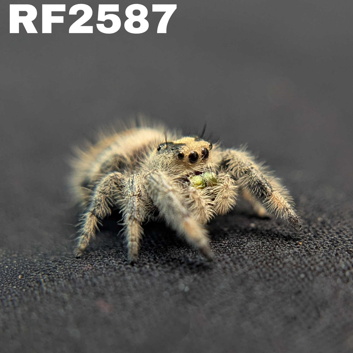 Regal Jumping Spider "Crepe"
