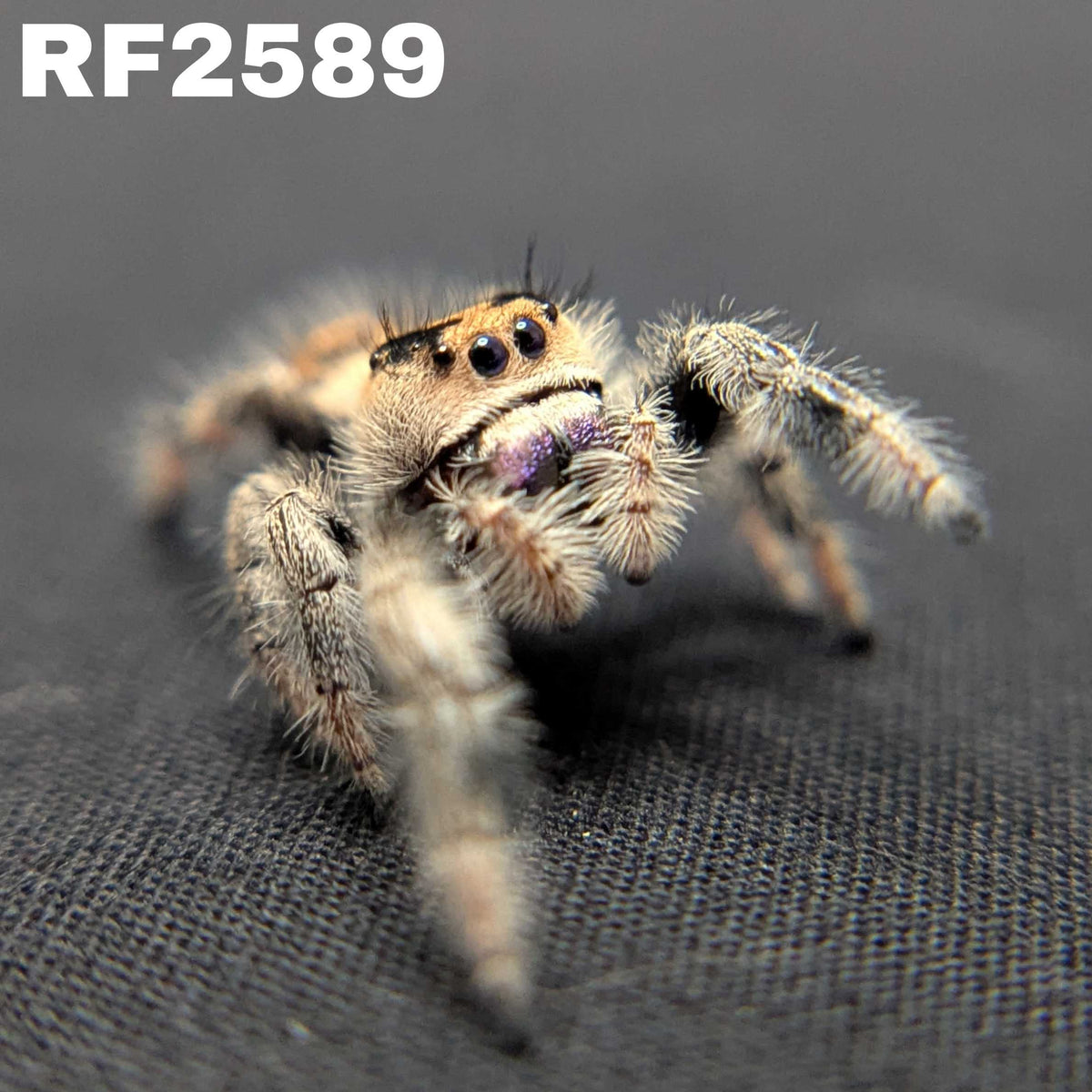 Regal Jumping Spider "Grace"