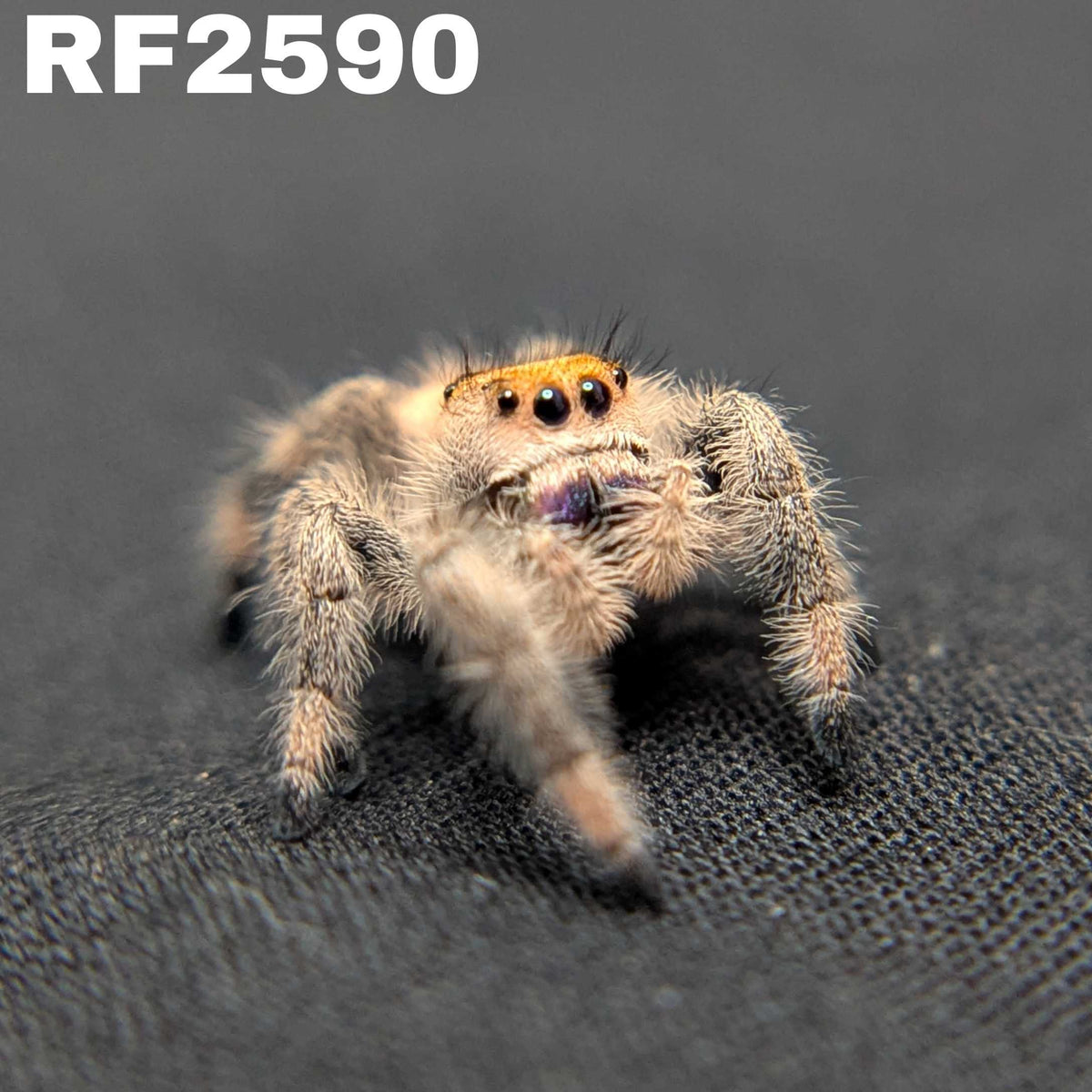 Regal Jumping Spider "Andromeda"