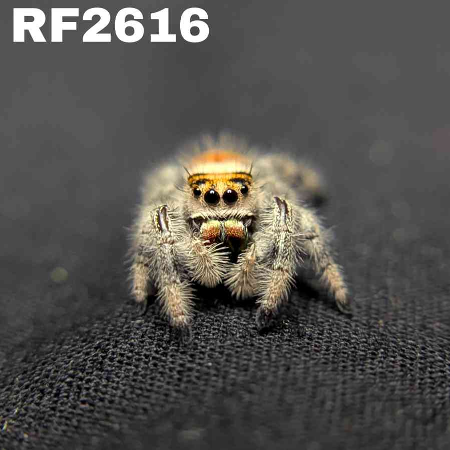 ~Auction~ Regal Jumping Spider "Pumpkin”
