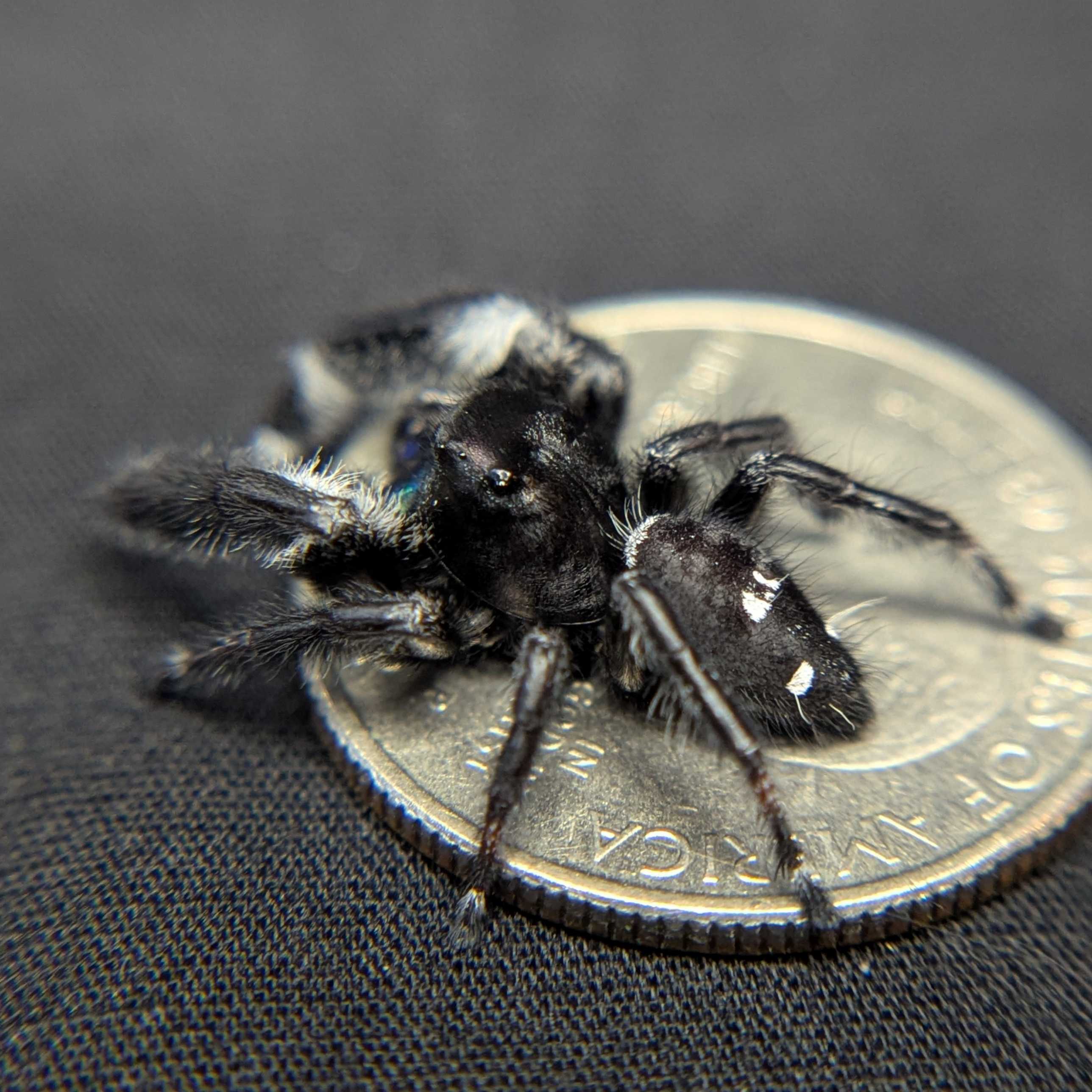 Regal Jumping Spider "Sapphire" (Rare)