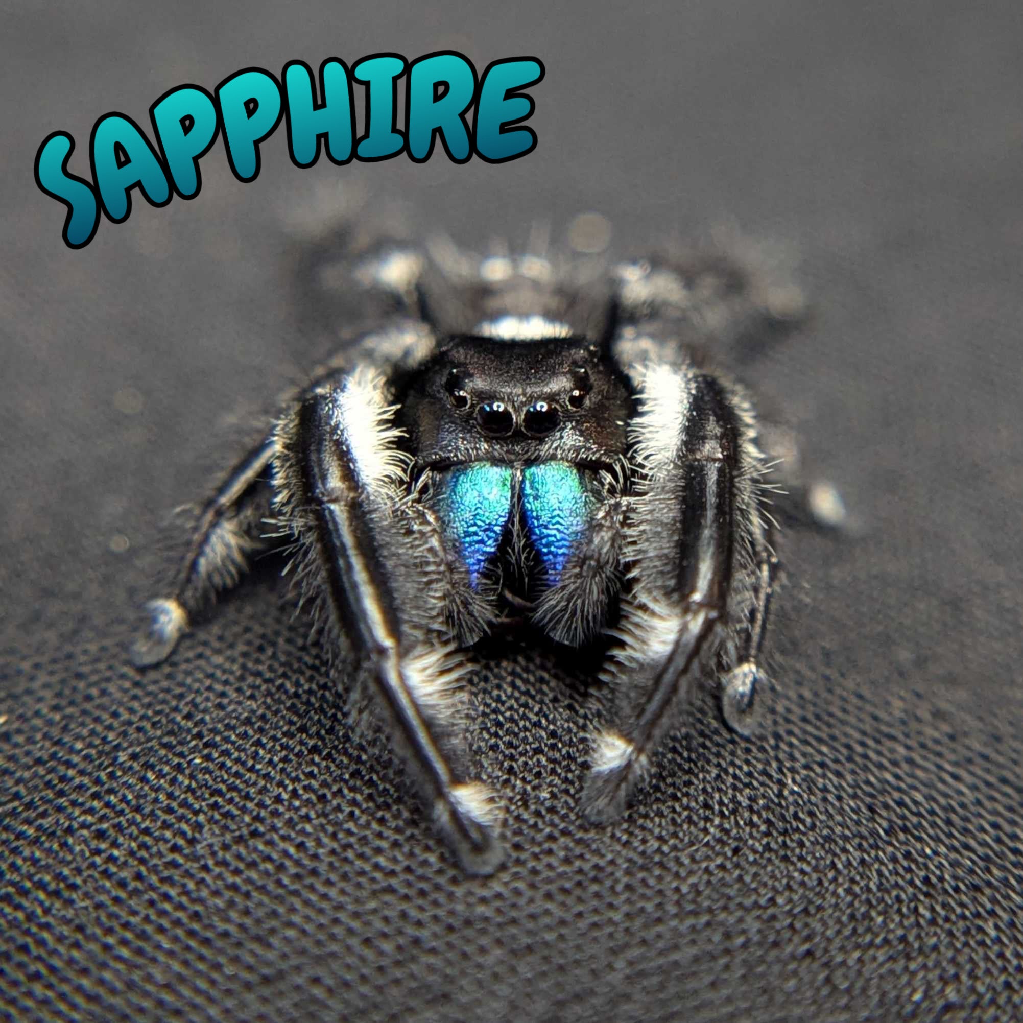 Regal Jumping Spider "Sapphire" (Rare)