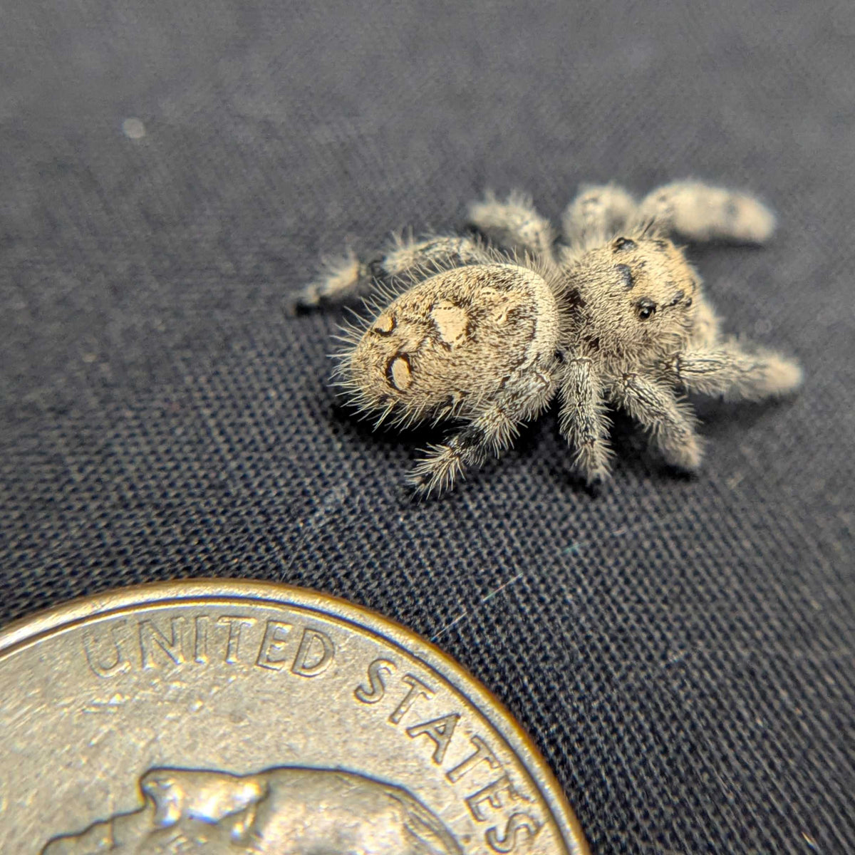 Regal Jumping Spider "Puff"