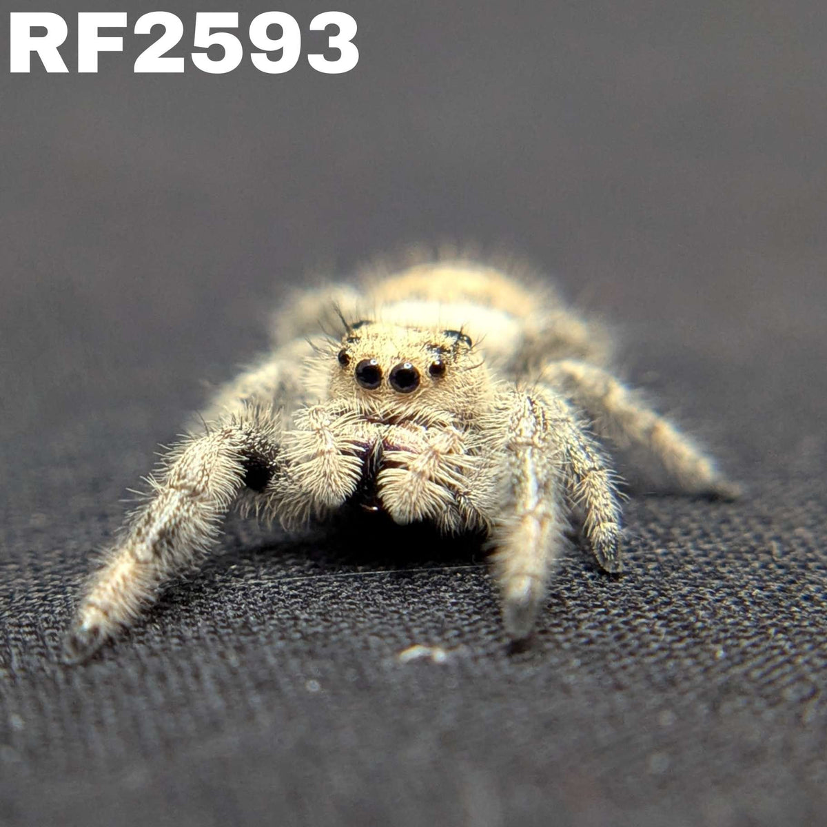 Regal Jumping Spider "Puff"