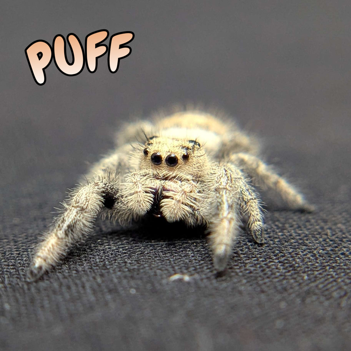 Regal Jumping Spider "Puff"