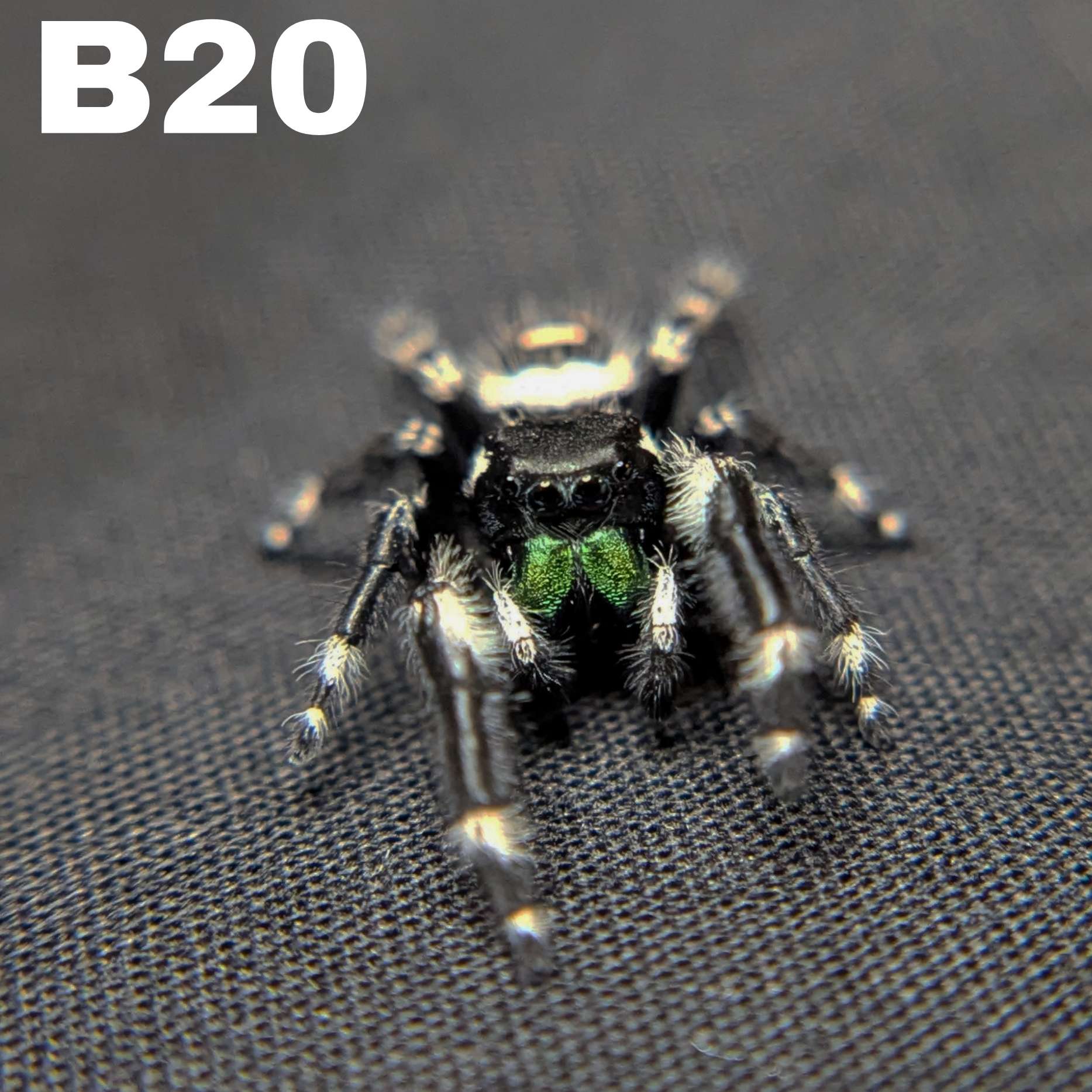 Audax Bryantae Jumping Spider “Foster”