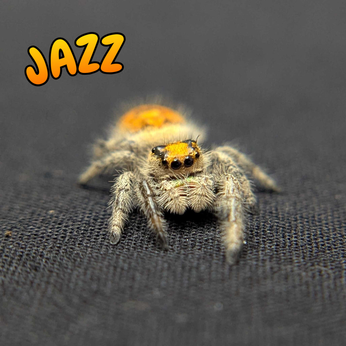 Regal Jumping Spider "Jazz"