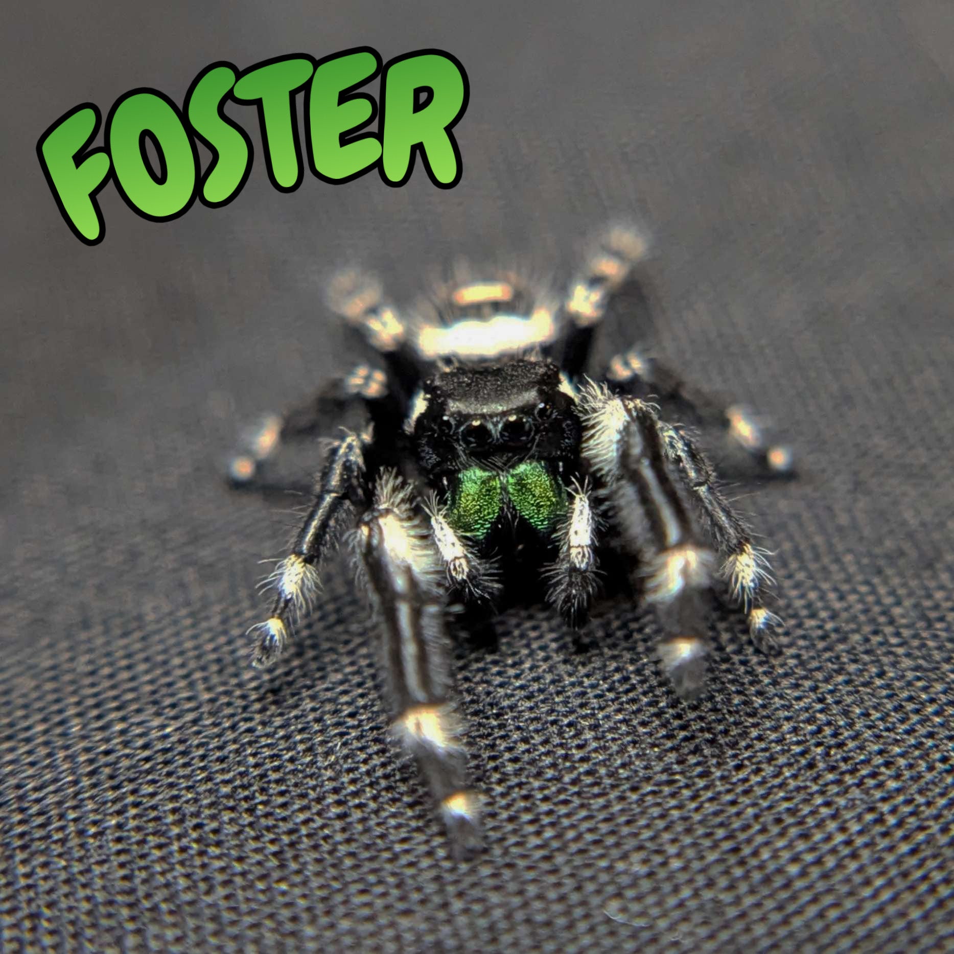 Audax Bryantae Jumping Spider “Foster”