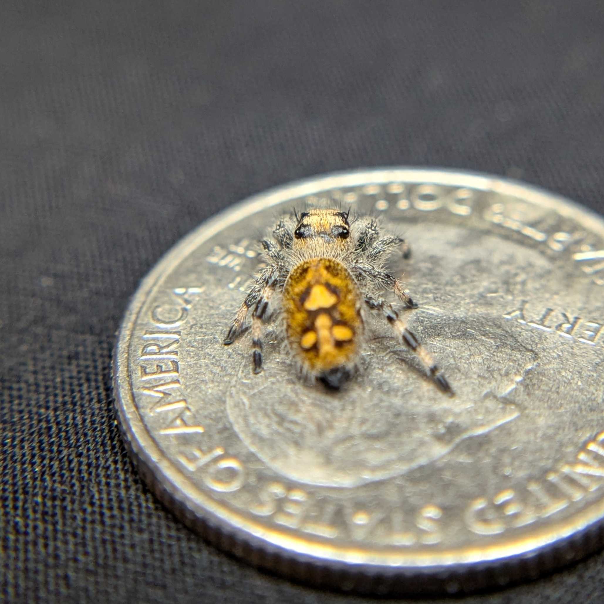 Regal Jumping Spider “Durian”
