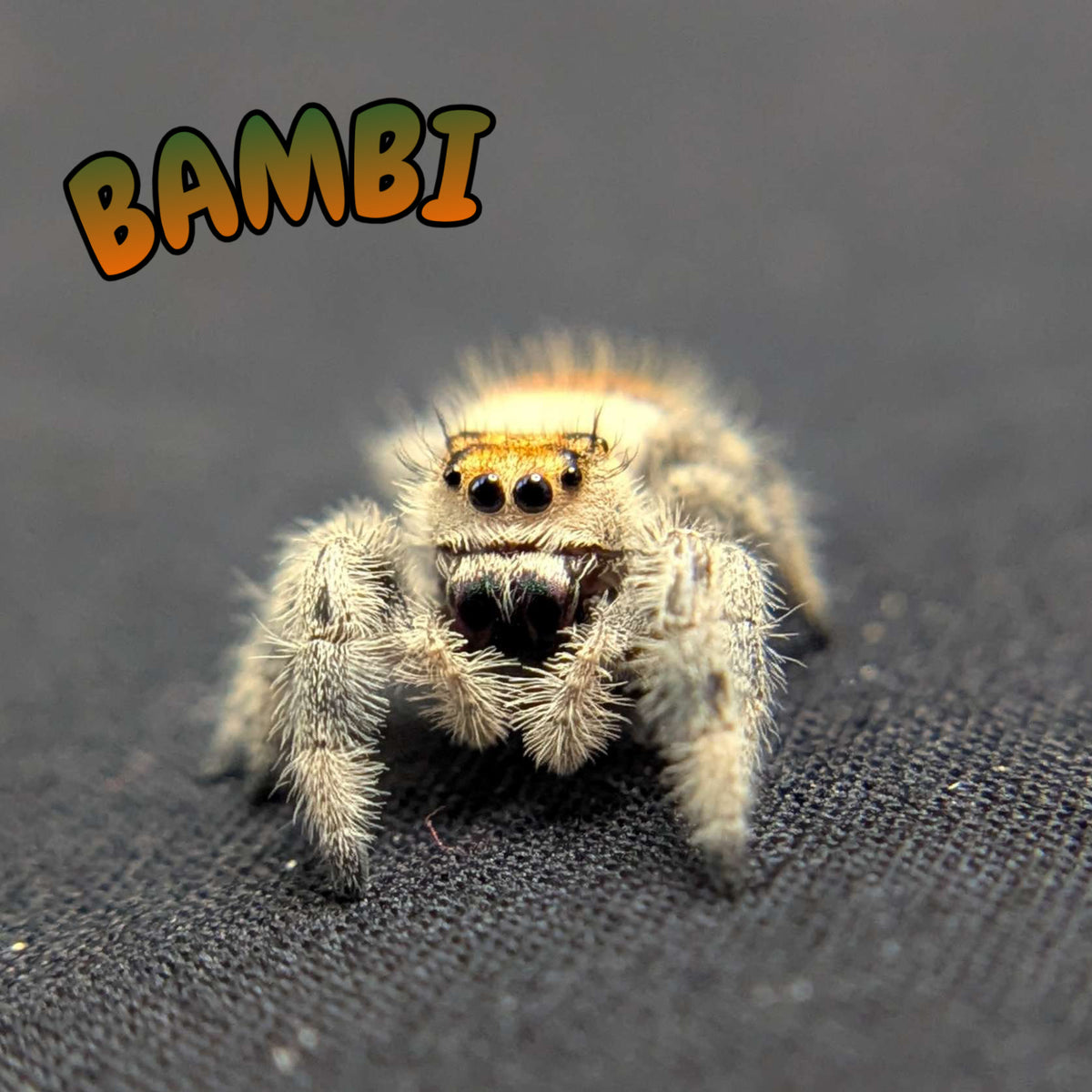 Regal Jumping Spider "Bambi"