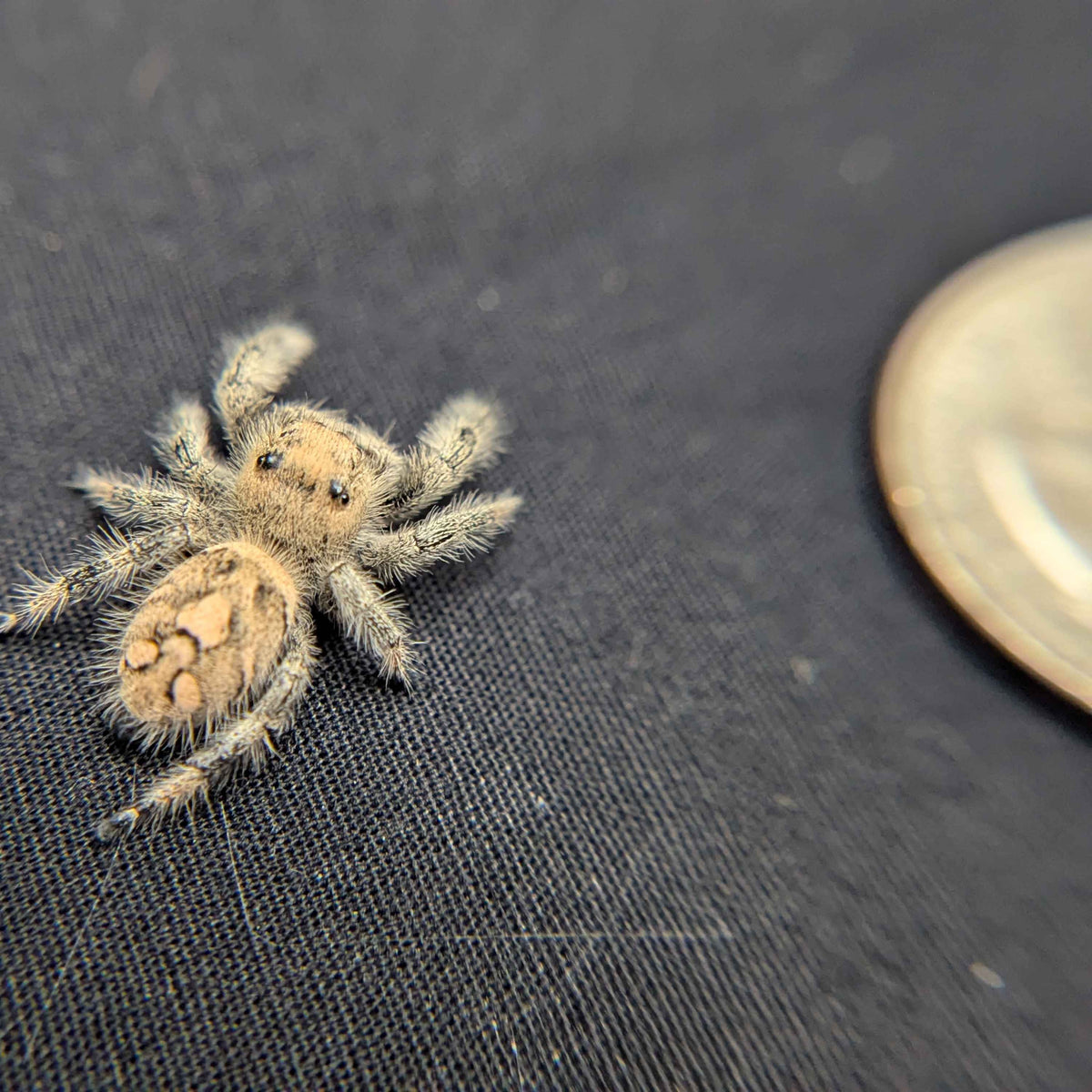 Regal Jumping Spider "Dancer"