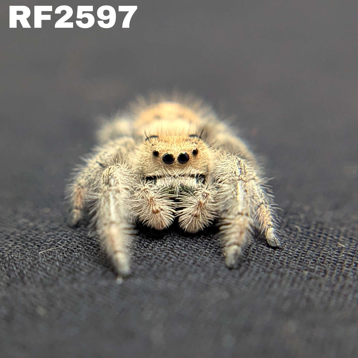 Regal Jumping Spider "Dancer"