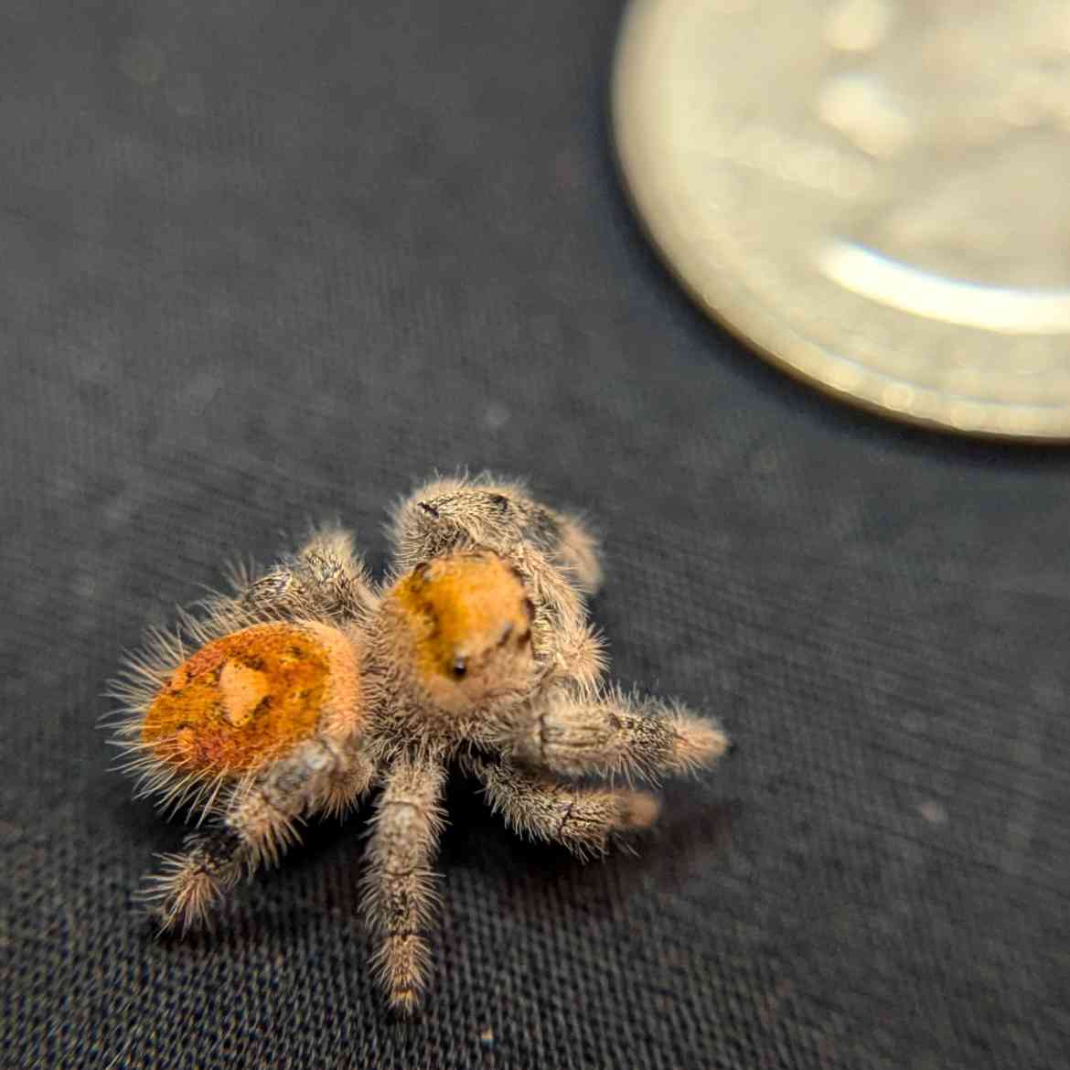 Regal Jumping Spider "Peach"