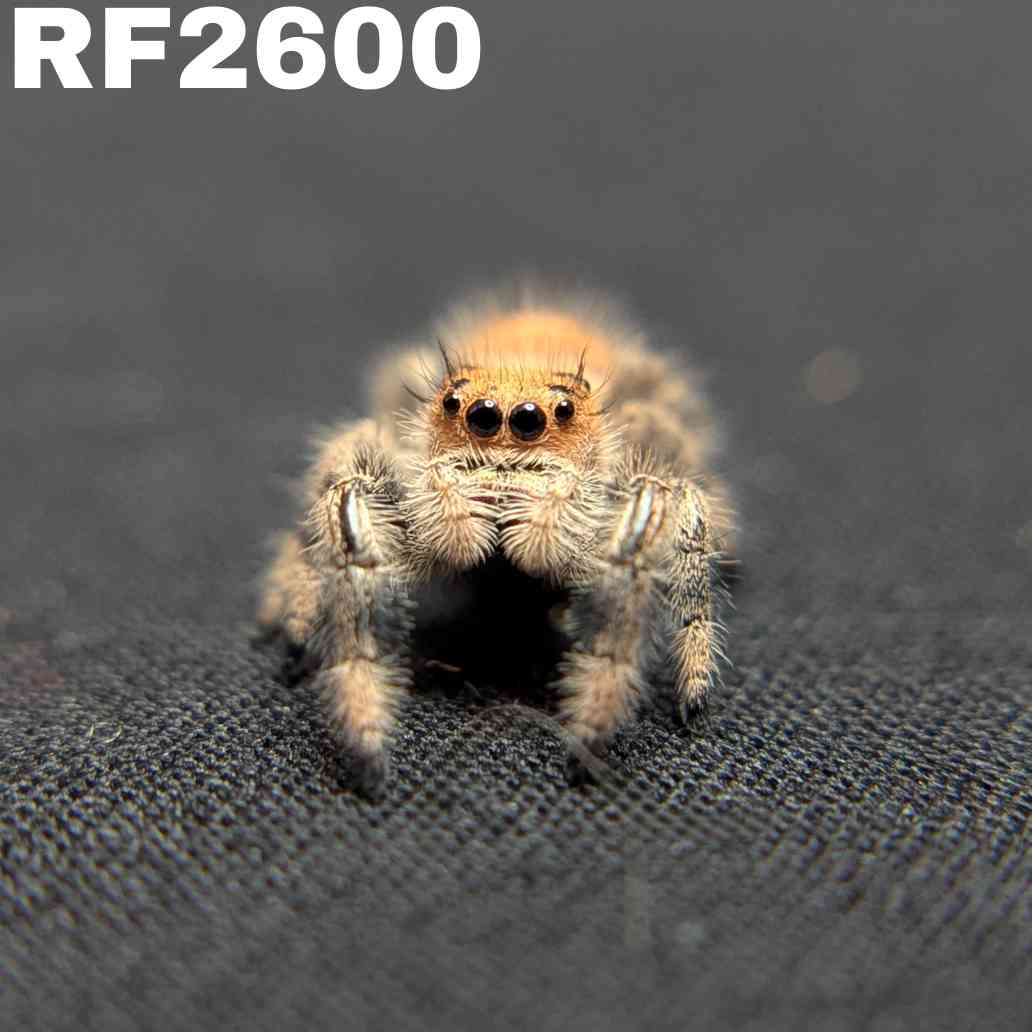 Regal Jumping Spider "Paradise"