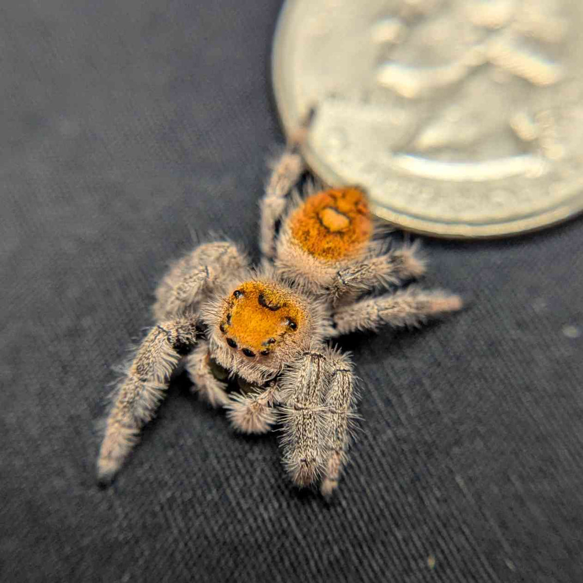 Regal Jumping Spider "Pumpkin Pie"