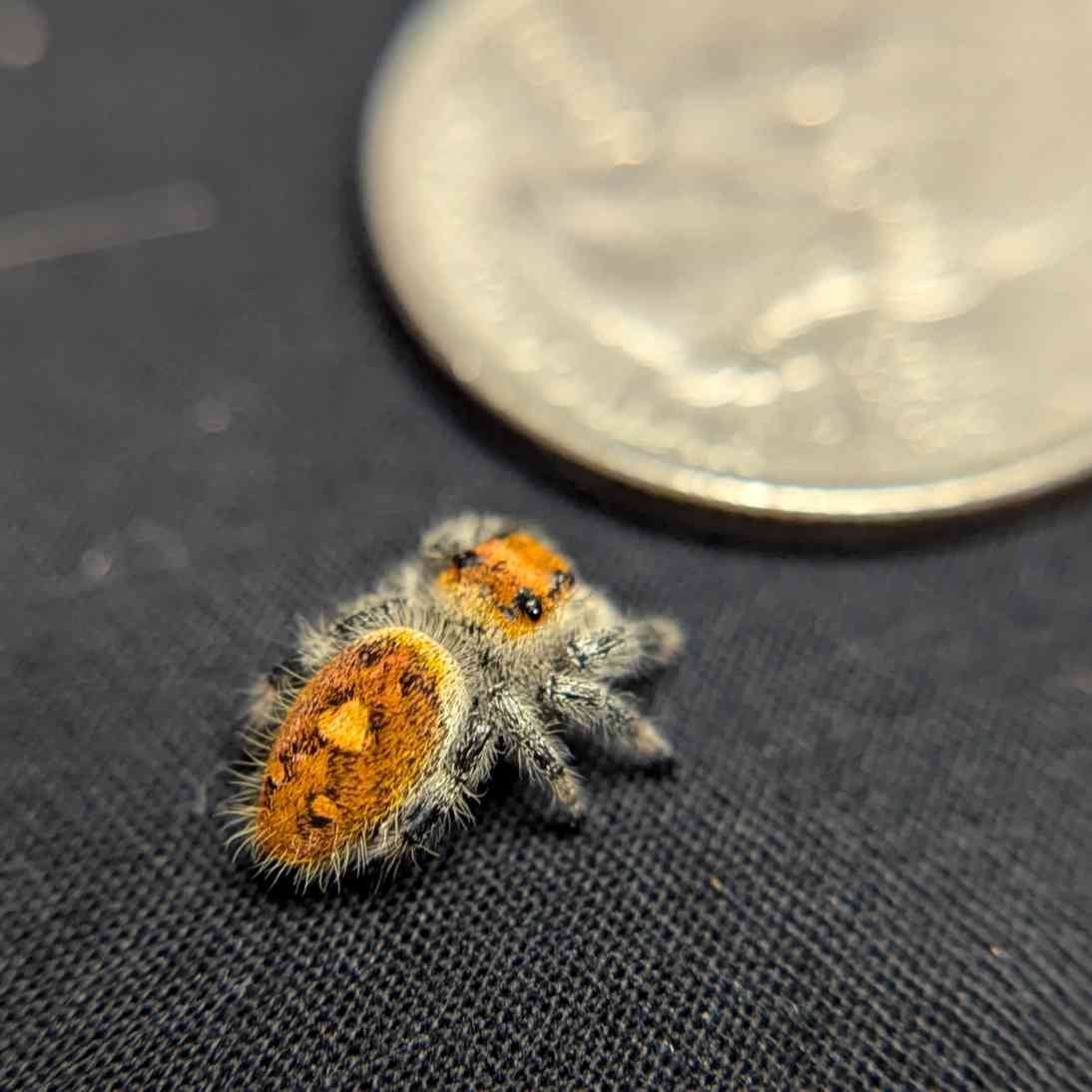 Regal Jumping Spider "Citrine"