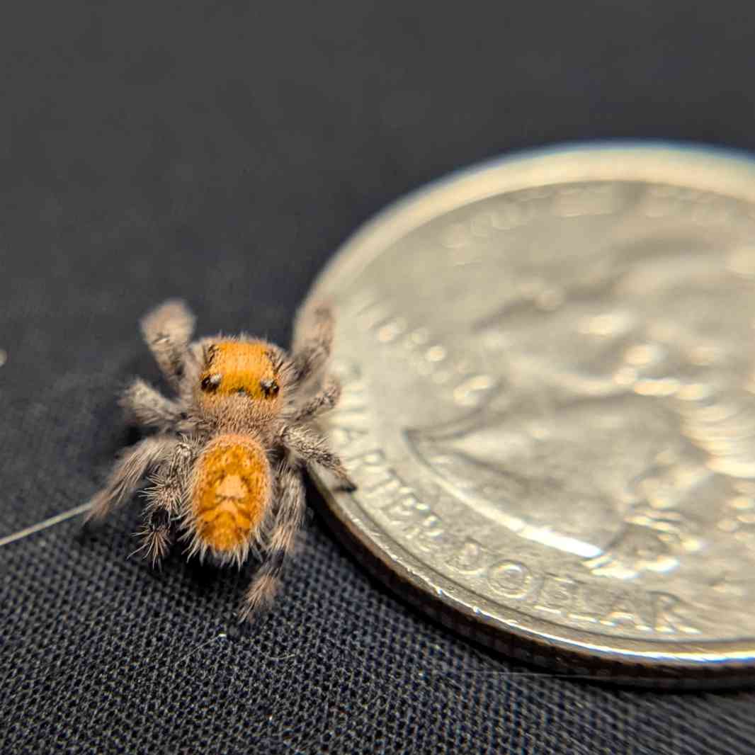 Regal Jumping Spider “Sangria”