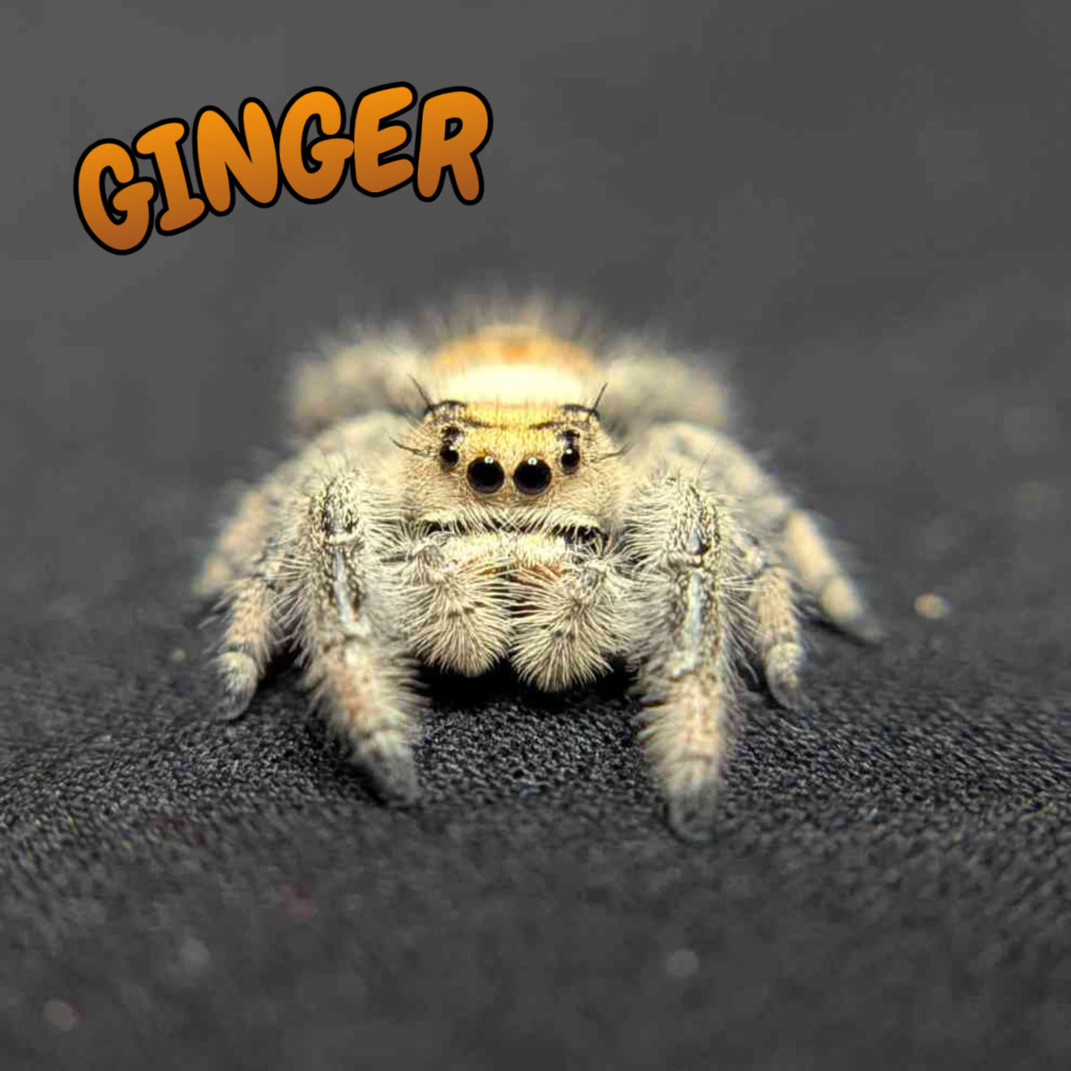Regal Jumping Spider "Ginger"