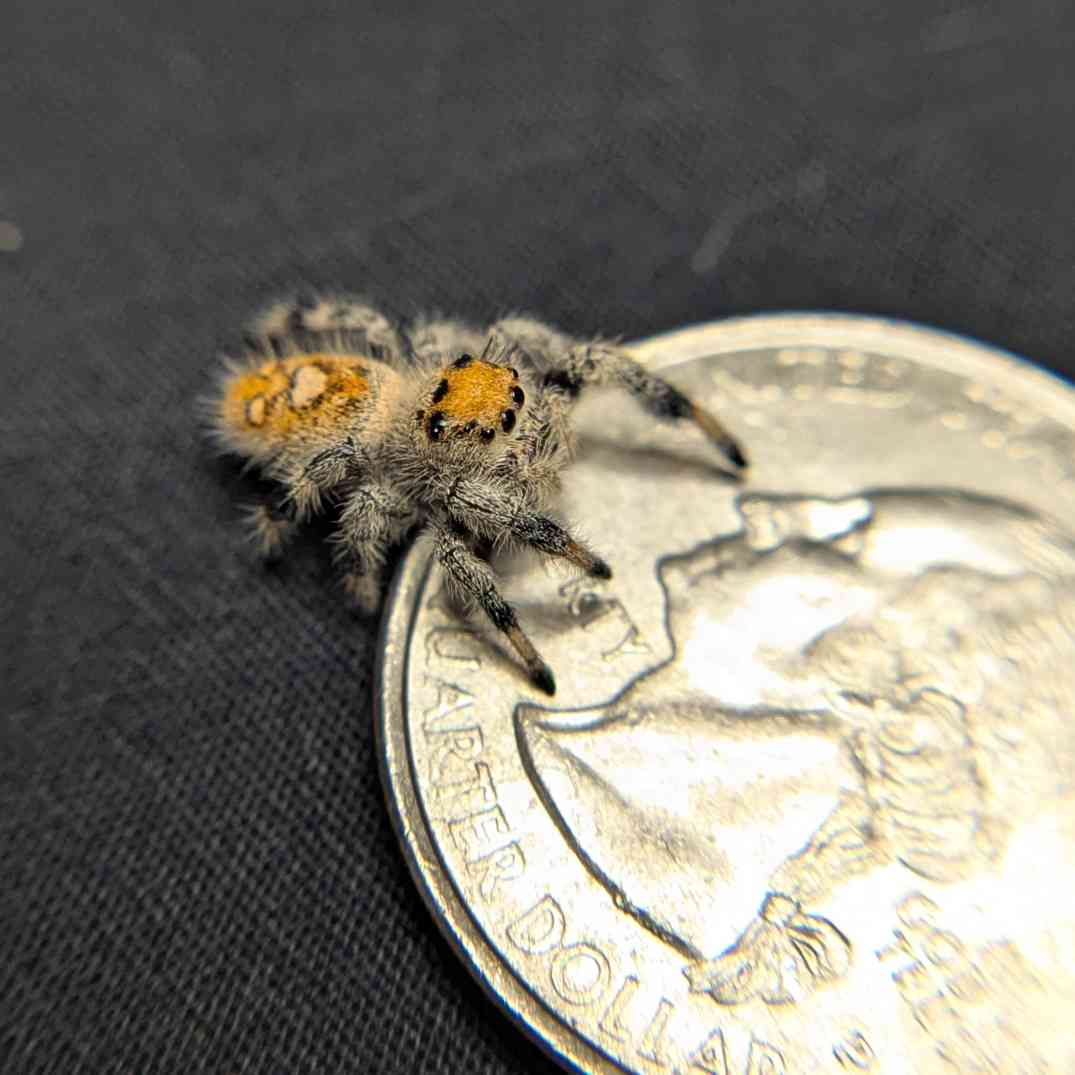 Regal Jumping Spider "Jello"